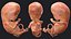 Colección completa de embriones aparejados para Cinema 4D