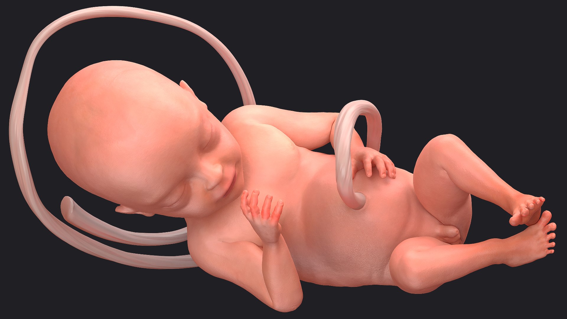 3D Rigged Embryos Full Collection for Cinema 4D model https://p.turbosquid.com/ts-thumb/sQ/cSFYvt/BD/riggedembryosfullcollection3dmodel076/jpg/1615985063/1920x1080/fit_q87/648fe6c38cb901a95d1a8b12c21fd9d749fa5f5c/riggedembryosfullcollection3dmodel076.jpg