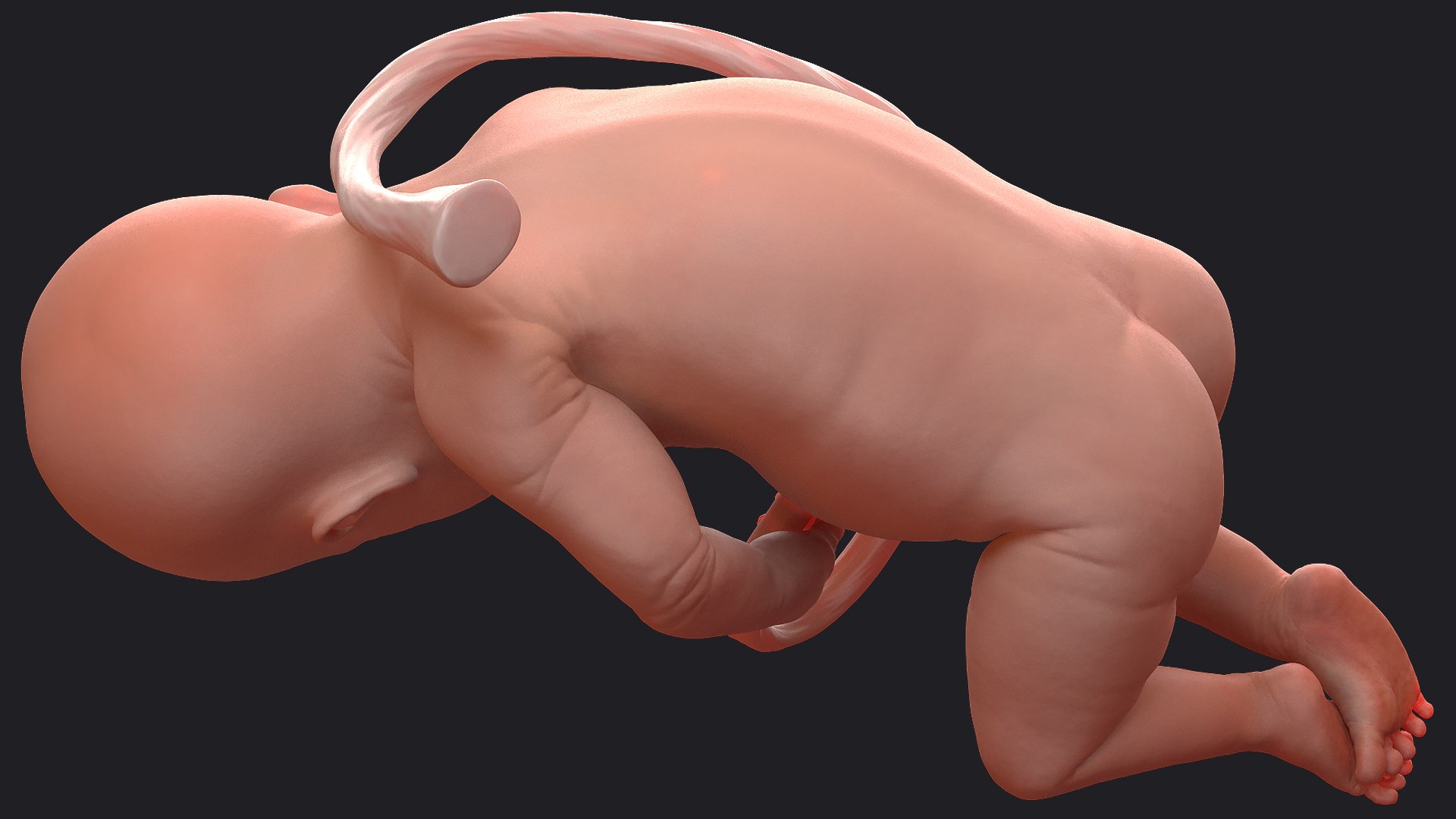 3D Rigged Embryos Full Collection for Cinema 4D model https://p.turbosquid.com/ts-thumb/sQ/cSFYvt/Bv/riggedembryosfullcollection3dmodel011/jpg/1615984563/1920x1080/fit_q87/a4c4b284703957765bbd3ceb85dbe77244db4ba7/riggedembryosfullcollection3dmodel011.jpg
