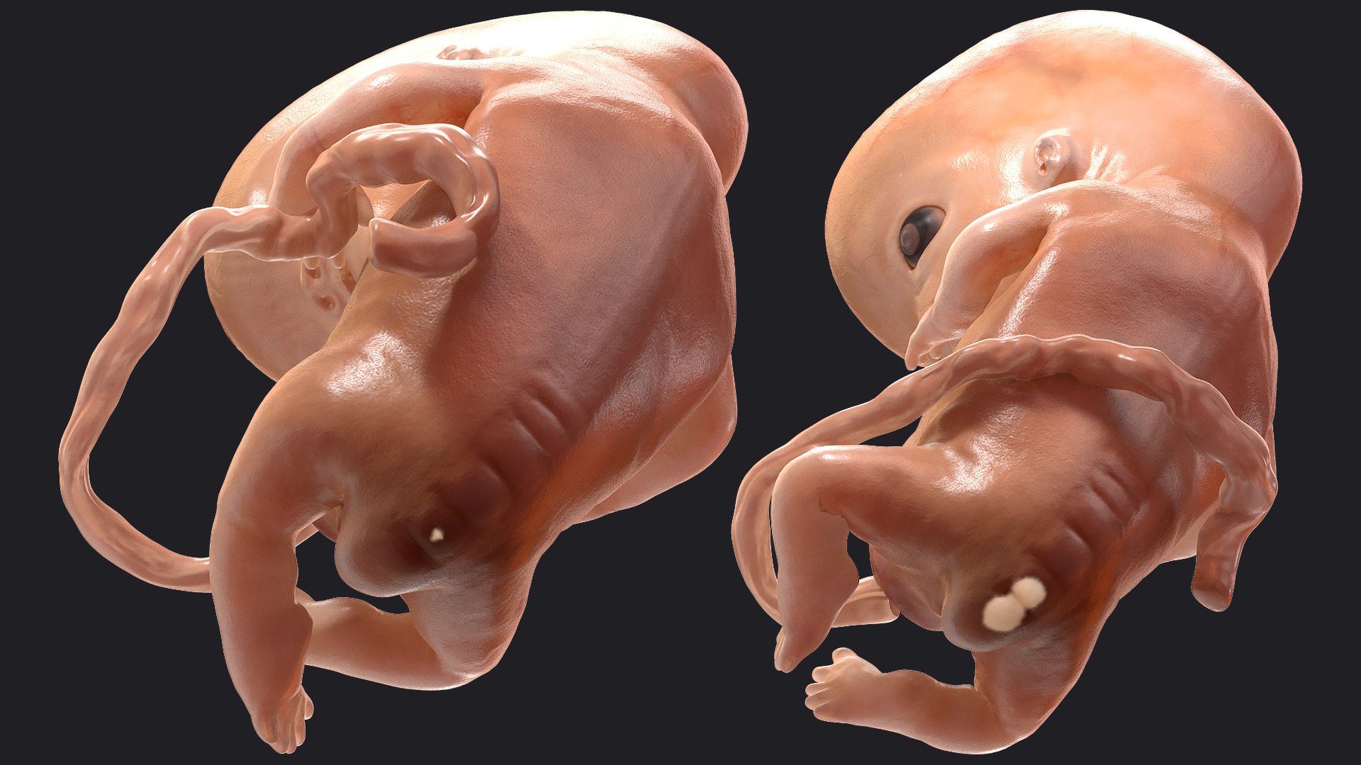3D Rigged Embryos Full Collection for Cinema 4D model https://p.turbosquid.com/ts-thumb/sQ/cSFYvt/CH/riggedembryosfullcollection3dmodel094/jpg/1615985195/1920x1080/fit_q87/83a2181e439f458c1c22c0c6c2c6b7a57b2c81d1/riggedembryosfullcollection3dmodel094.jpg