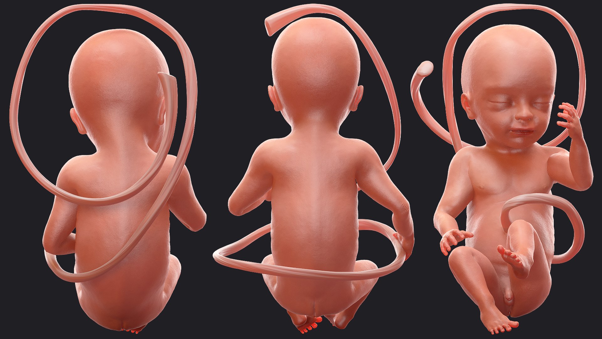 3D Rigged Embryos Full Collection for Cinema 4D model https://p.turbosquid.com/ts-thumb/sQ/cSFYvt/D6/riggedembryosfullcollection3dmodel074/jpg/1615985065/1920x1080/fit_q87/d1a2c219fe0d4d928ba23adc022cc500ea048579/riggedembryosfullcollection3dmodel074.jpg