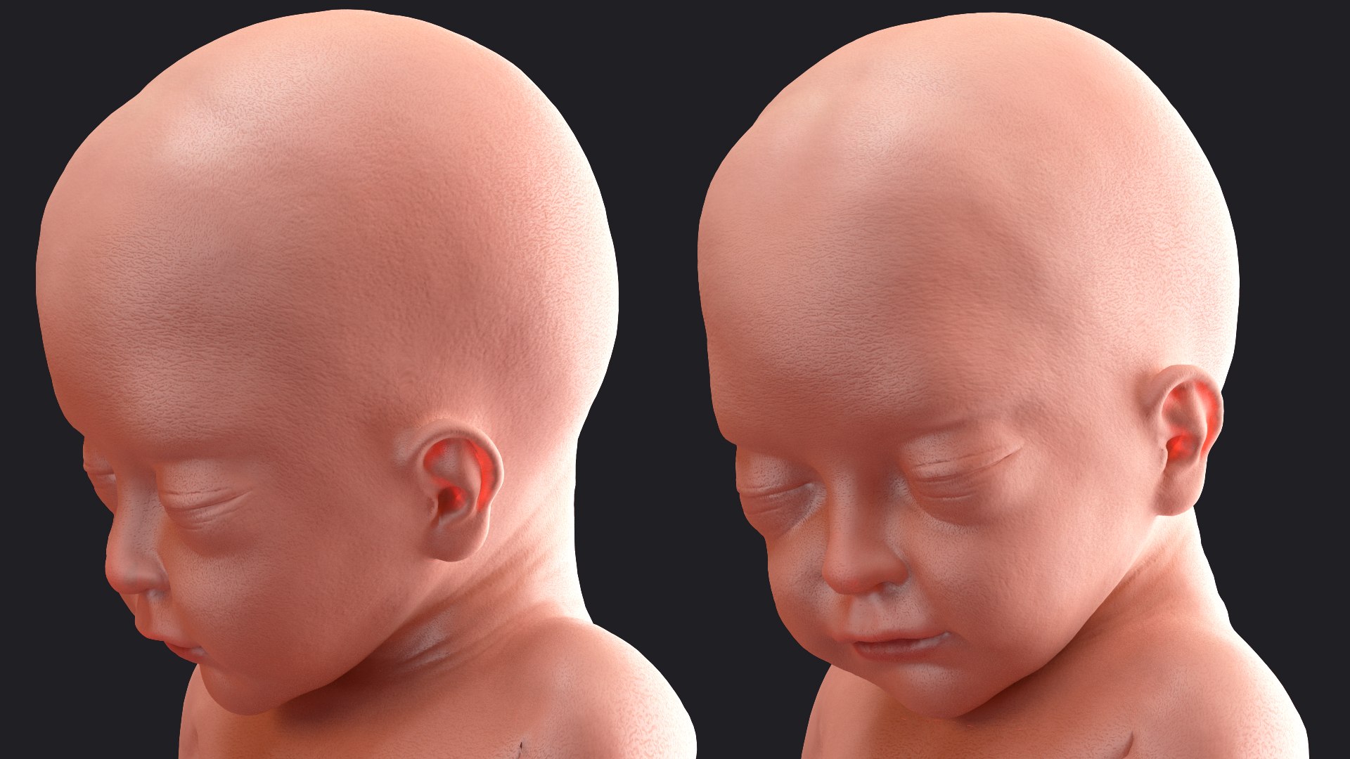 3D Rigged Embryos Full Collection for Cinema 4D model https://p.turbosquid.com/ts-thumb/sQ/cSFYvt/EK/riggedembryosfullcollection3dmodel038/jpg/1615984679/1920x1080/fit_q87/5a6390981eac7bc4f722511b6c4ef78a670c14a9/riggedembryosfullcollection3dmodel038.jpg