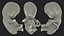 Colección completa de embriones aparejados para Cinema 4D