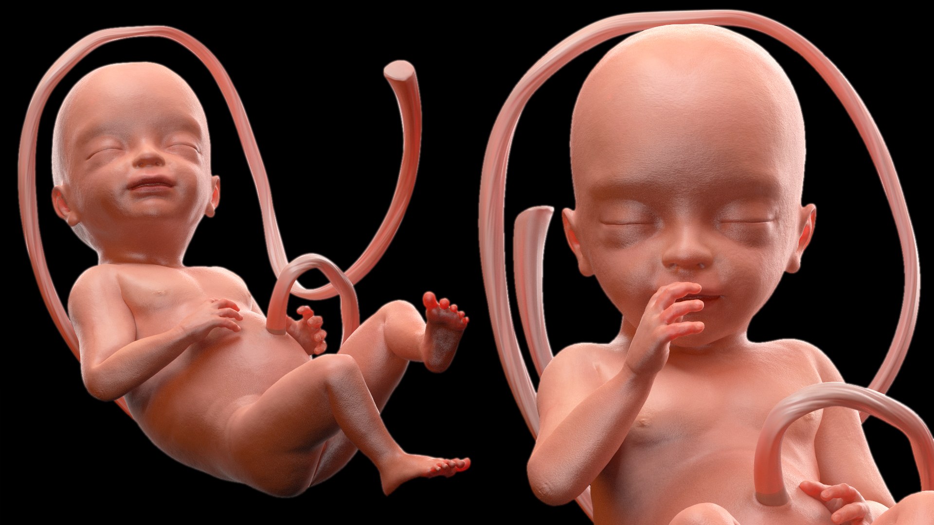 3D Rigged Embryos Full Collection for Cinema 4D model https://p.turbosquid.com/ts-thumb/sQ/cSFYvt/Hz/riggedembryosfullcollection3dmodel075/jpg/1615985062/1920x1080/fit_q87/9dbea778b5ba27a0c1e09e08a20fc05e7a1b8038/riggedembryosfullcollection3dmodel075.jpg