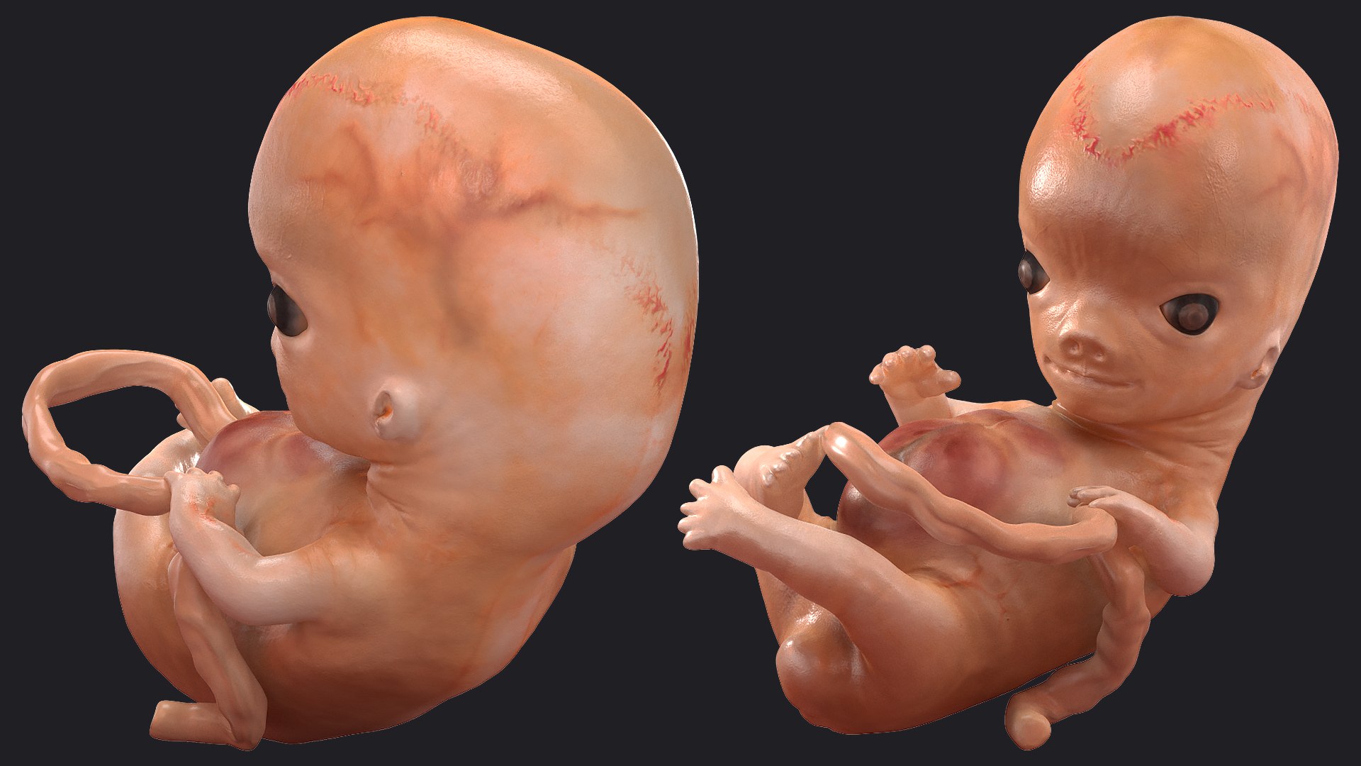 3D Rigged Embryos Full Collection for Cinema 4D model https://p.turbosquid.com/ts-thumb/sQ/cSFYvt/I3/riggedembryosfullcollection3dmodel091/jpg/1615985166/1920x1080/fit_q87/fd094f713e374f8f2ef234941ffd6aca74b0459e/riggedembryosfullcollection3dmodel091.jpg