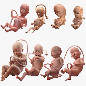 3D Rigged Embryos Full Collection for Cinema 4D model