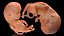 Colección completa de embriones aparejados para Cinema 4D