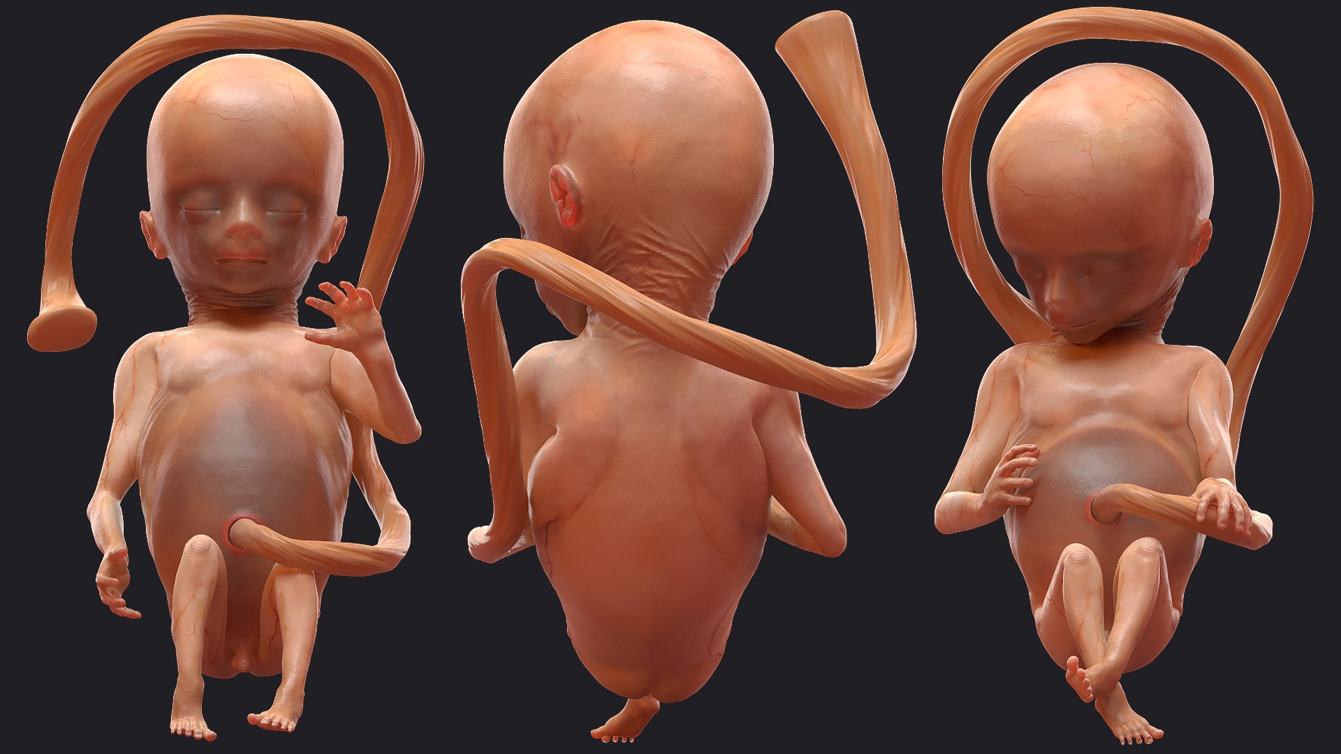 3D Rigged Embryos Full Collection for Cinema 4D model https://p.turbosquid.com/ts-thumb/sQ/cSFYvt/O6/riggedembryosfullcollection3dmodel048/jpg/1615984716/1920x1080/fit_q87/5c79cb0f012e2105e37d3f9bf09da599cbf8825d/riggedembryosfullcollection3dmodel048.jpg