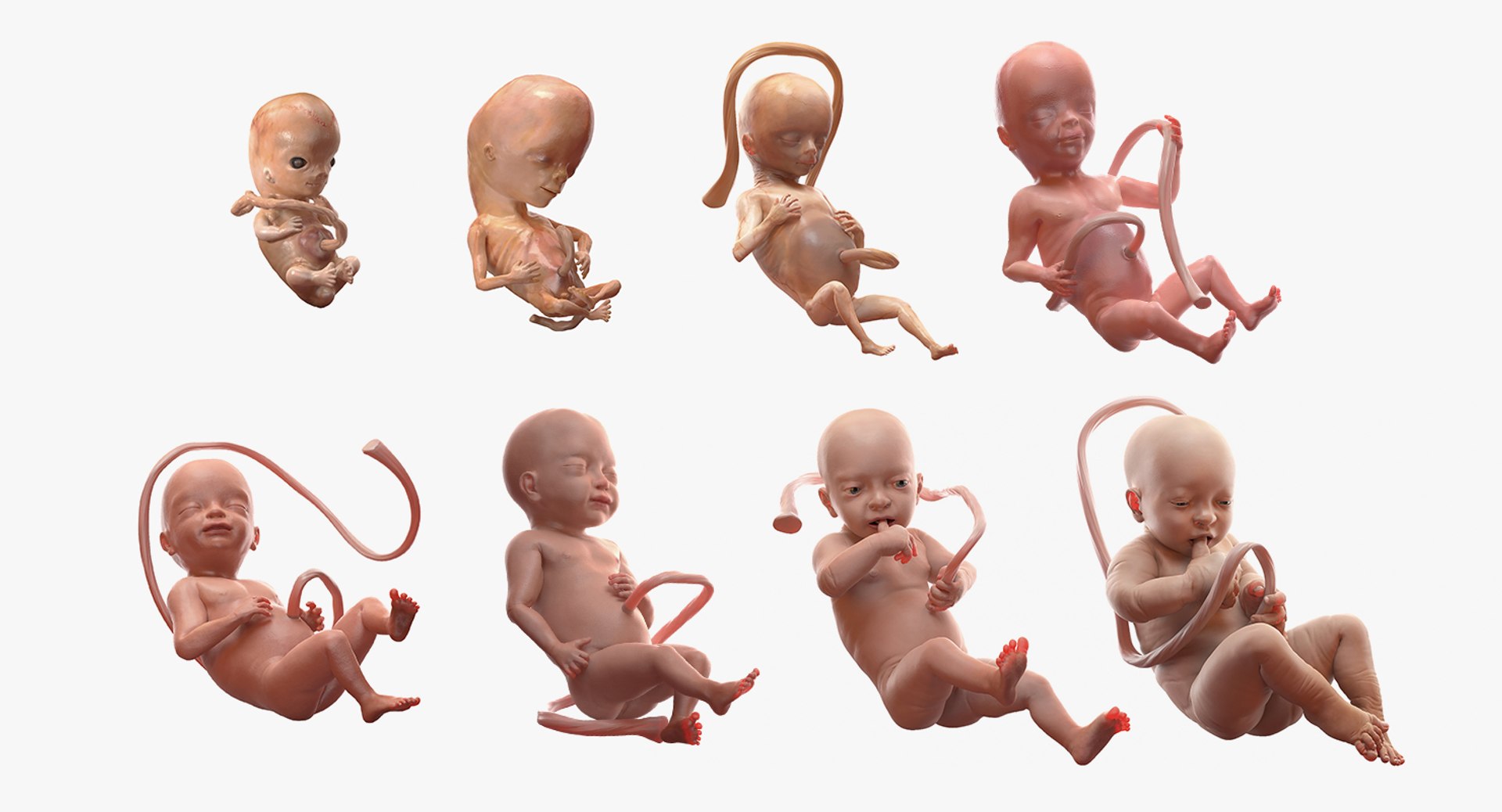 Rigged Embryos Full Collection for Cinema 4D 3D model preview