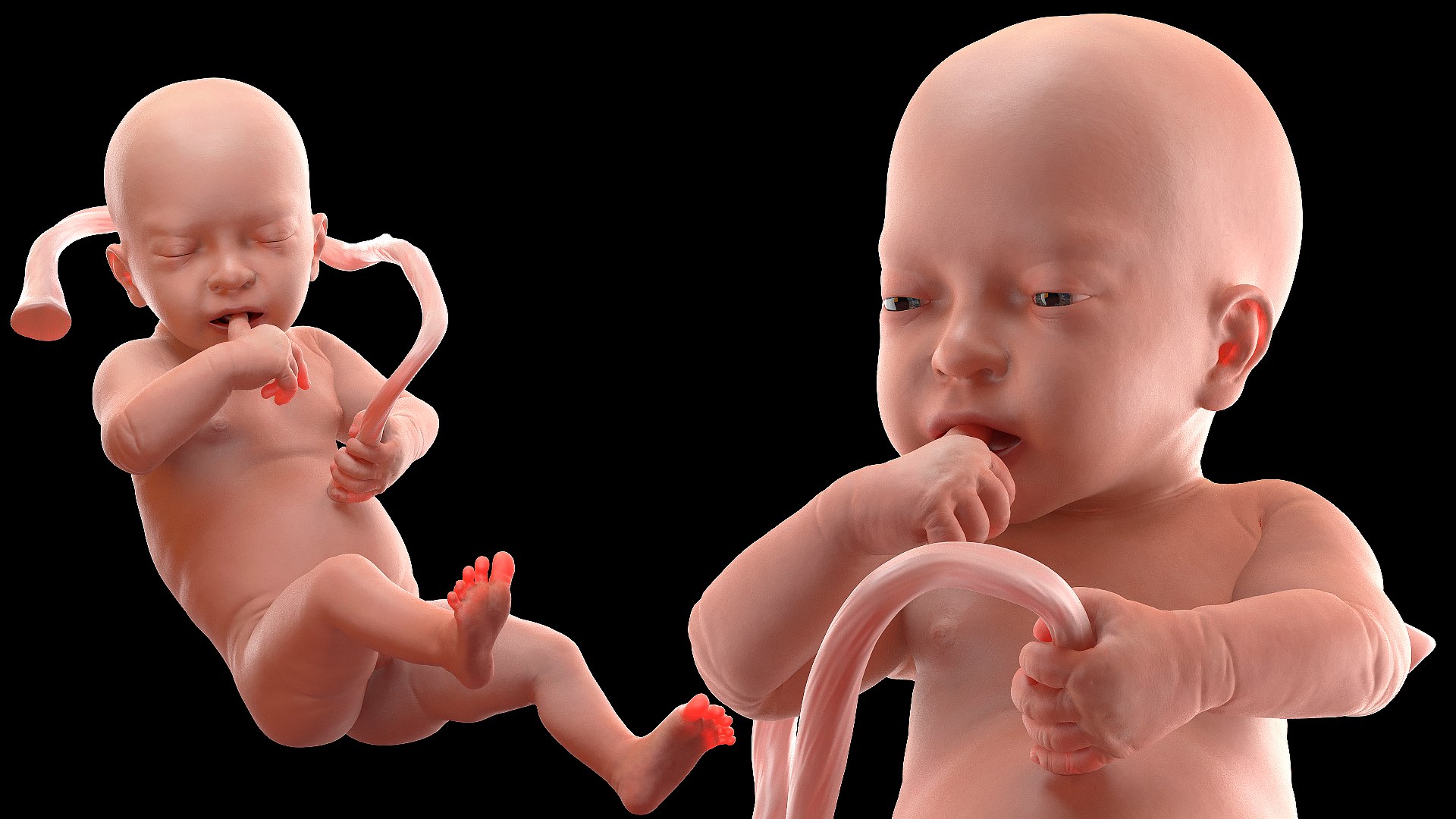 3D Rigged Embryos Full Collection for Cinema 4D model https://p.turbosquid.com/ts-thumb/sQ/cSFYvt/QE/riggedembryosfullcollection3dmodel008/jpg/1615984564/1920x1080/fit_q87/d278c5a321e28c371d11e40c296328472a587966/riggedembryosfullcollection3dmodel008.jpg