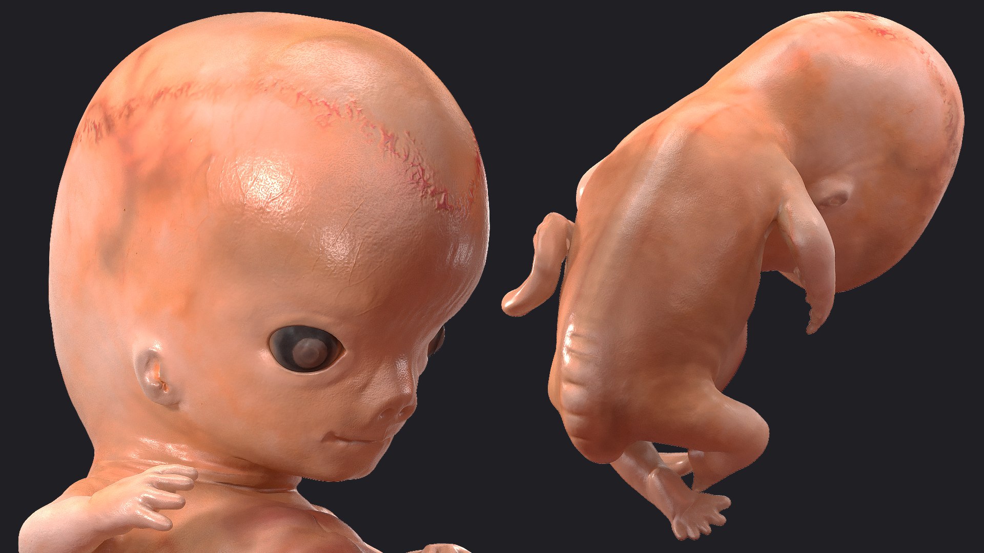 3D Rigged Embryos Full Collection for Cinema 4D model https://p.turbosquid.com/ts-thumb/sQ/cSFYvt/R6/riggedembryosfullcollection3dmodel093/jpg/1615985171/1920x1080/fit_q87/38acfb915face74e344ec822c774ce8996a0fb62/riggedembryosfullcollection3dmodel093.jpg