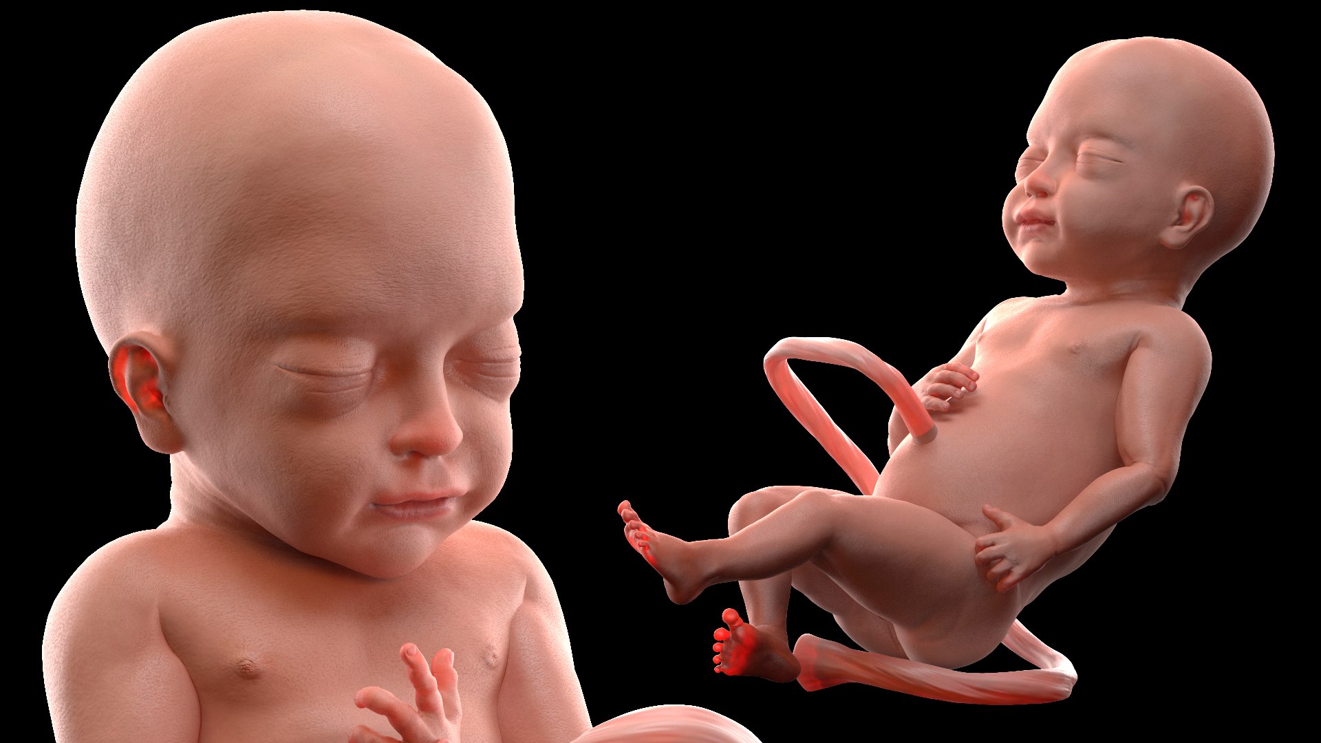3D Rigged Embryos Full Collection for Cinema 4D model https://p.turbosquid.com/ts-thumb/sQ/cSFYvt/RJ/riggedembryosfullcollection3dmodel036/jpg/1615984691/1920x1080/fit_q87/eea4c7b34892a71d7905b815270c7a95cf3b3586/riggedembryosfullcollection3dmodel036.jpg
