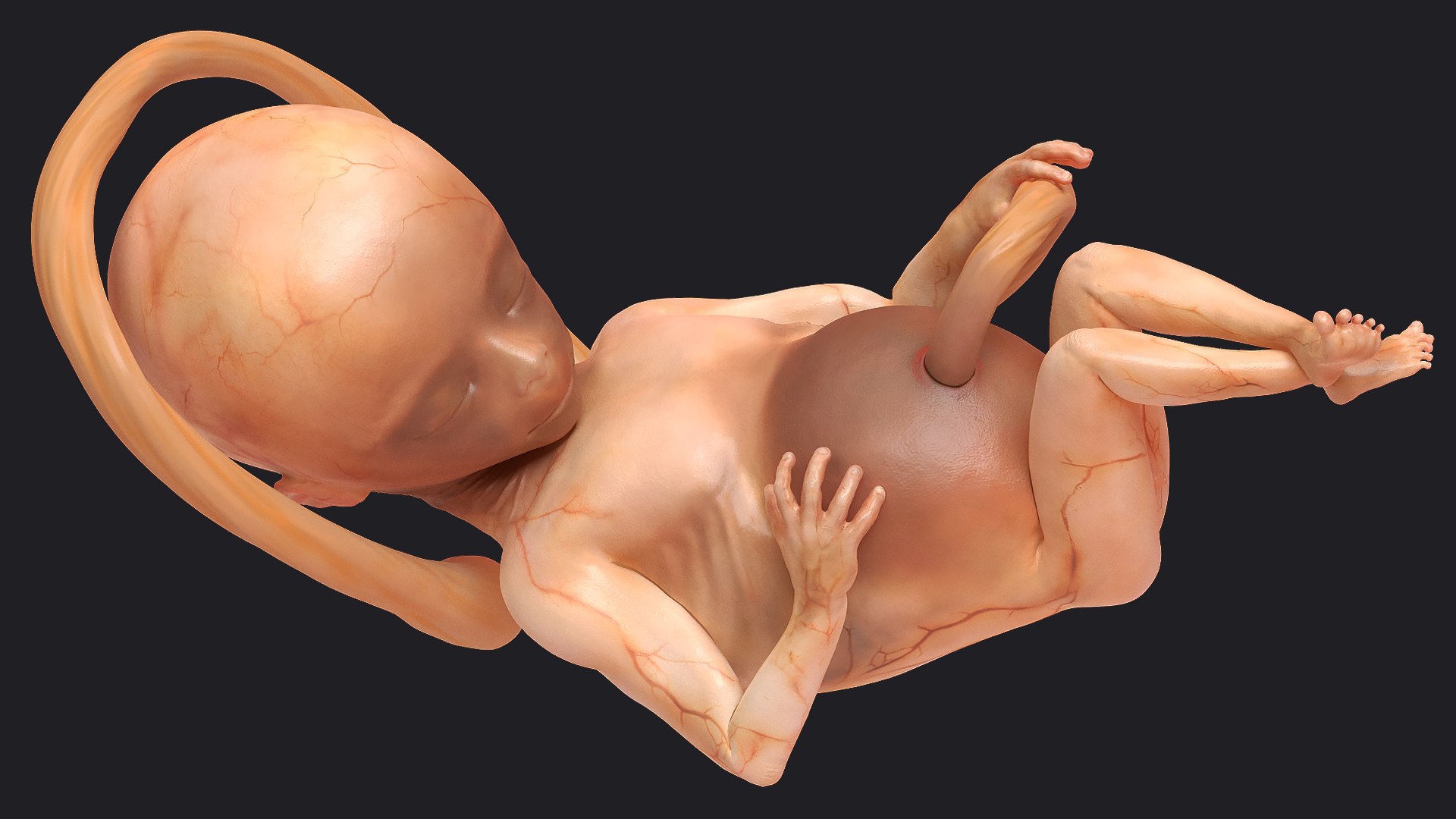 3D Rigged Embryos Full Collection for Cinema 4D model https://p.turbosquid.com/ts-thumb/sQ/cSFYvt/TZ/riggedembryosfullcollection3dmodel052/jpg/1615984787/1920x1080/fit_q87/5b3d6b3fef5241c33e7c10d48f6a7259e9be74b6/riggedembryosfullcollection3dmodel052.jpg