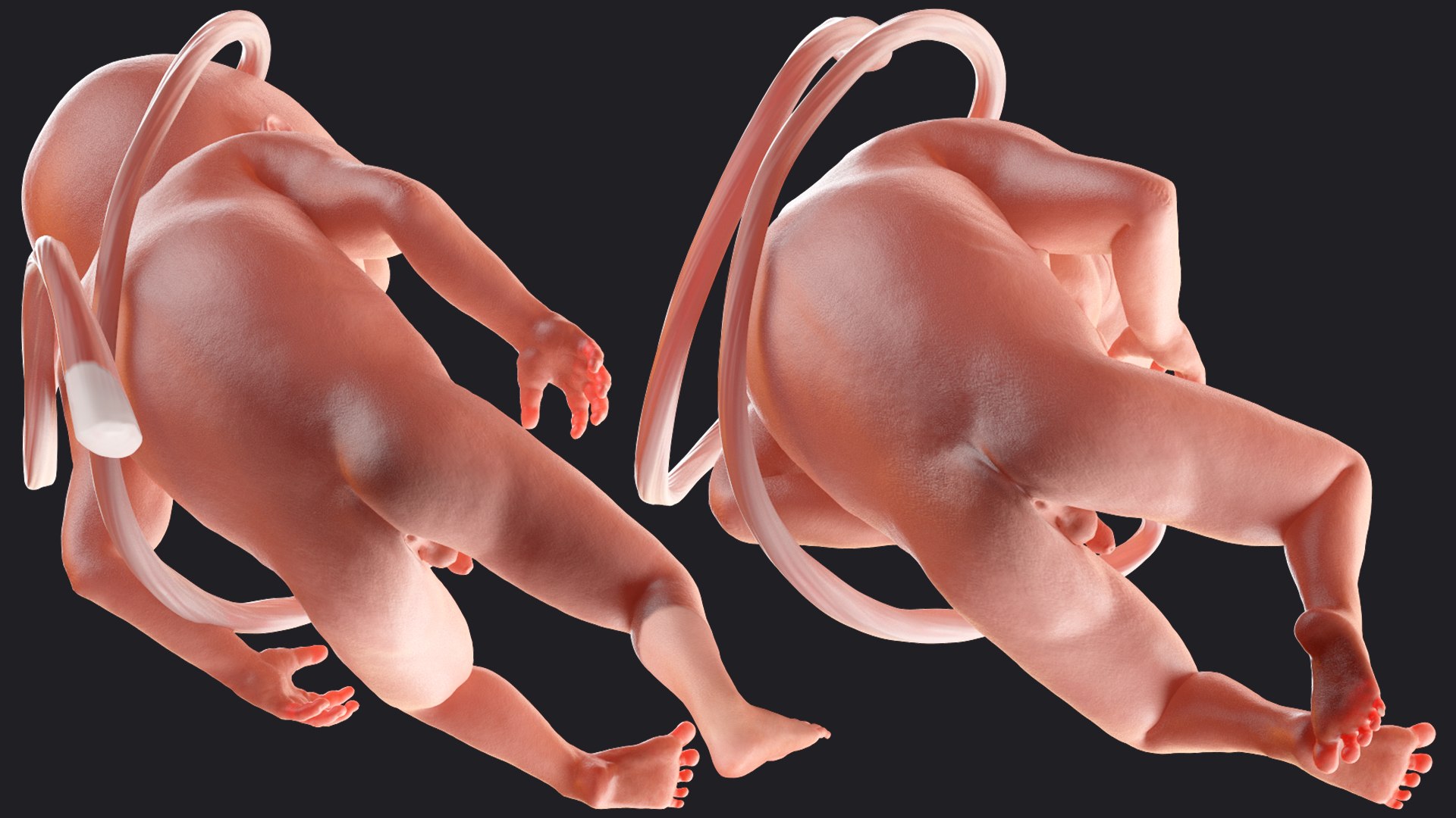 3D Rigged Embryos Full Collection for Cinema 4D model https://p.turbosquid.com/ts-thumb/sQ/cSFYvt/Tt/riggedembryosfullcollection3dmodel079/jpg/1615985066/1920x1080/fit_q87/051738f4ed283c466c7ea234e218b75b984c068a/riggedembryosfullcollection3dmodel079.jpg