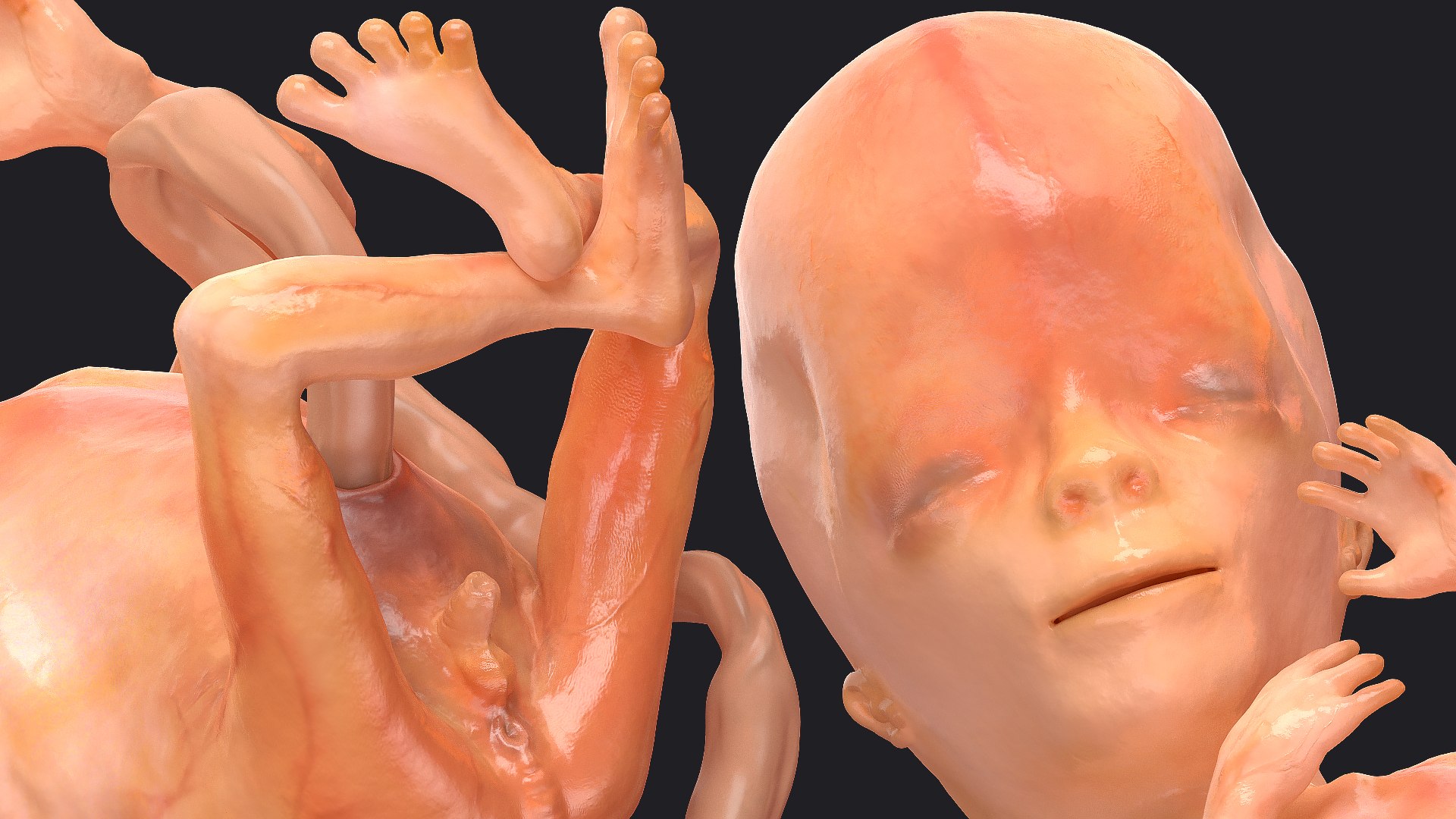 3D Rigged Embryos Full Collection for Cinema 4D model https://p.turbosquid.com/ts-thumb/sQ/cSFYvt/VD/riggedembryosfullcollection3dmodel107/jpg/1615985231/1920x1080/fit_q87/a90a0f889ced956ae685a8a49d2201e95ea91165/riggedembryosfullcollection3dmodel107.jpg