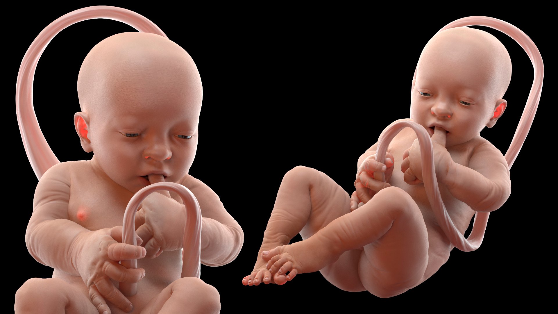 3D Rigged Embryos Full Collection for Cinema 4D model https://p.turbosquid.com/ts-thumb/sQ/cSFYvt/Wc/riggedembryosfullcollection3dmodel020/jpg/1615984622/1920x1080/fit_q87/cf858945d42ac76fc56ad979efe8ff80ce6ae3e9/riggedembryosfullcollection3dmodel020.jpg