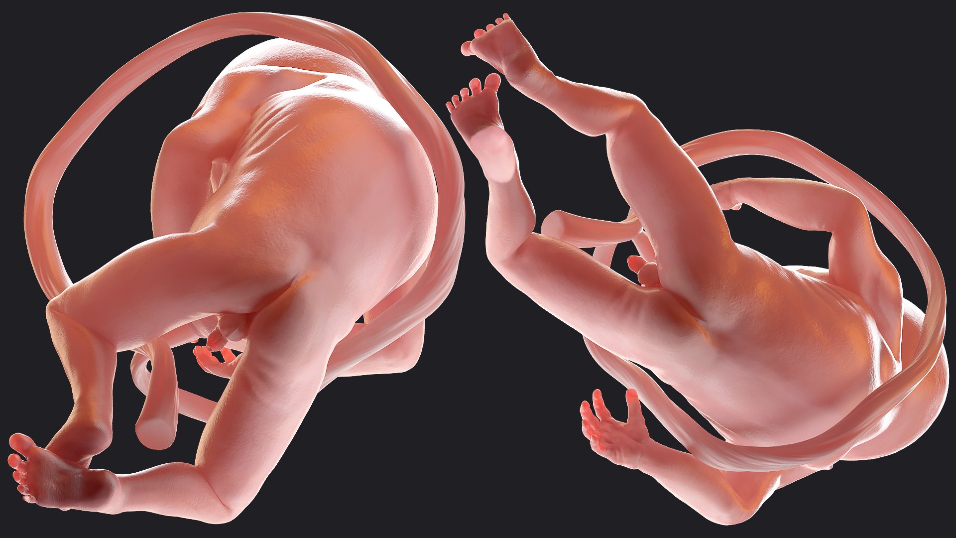 3D Rigged Embryos Full Collection for Cinema 4D model https://p.turbosquid.com/ts-thumb/sQ/cSFYvt/XP/riggedembryosfullcollection3dmodel067/jpg/1615984832/1920x1080/fit_q87/c9ec81f20e1c95361c6b88bd95fed776f942a1cd/riggedembryosfullcollection3dmodel067.jpg