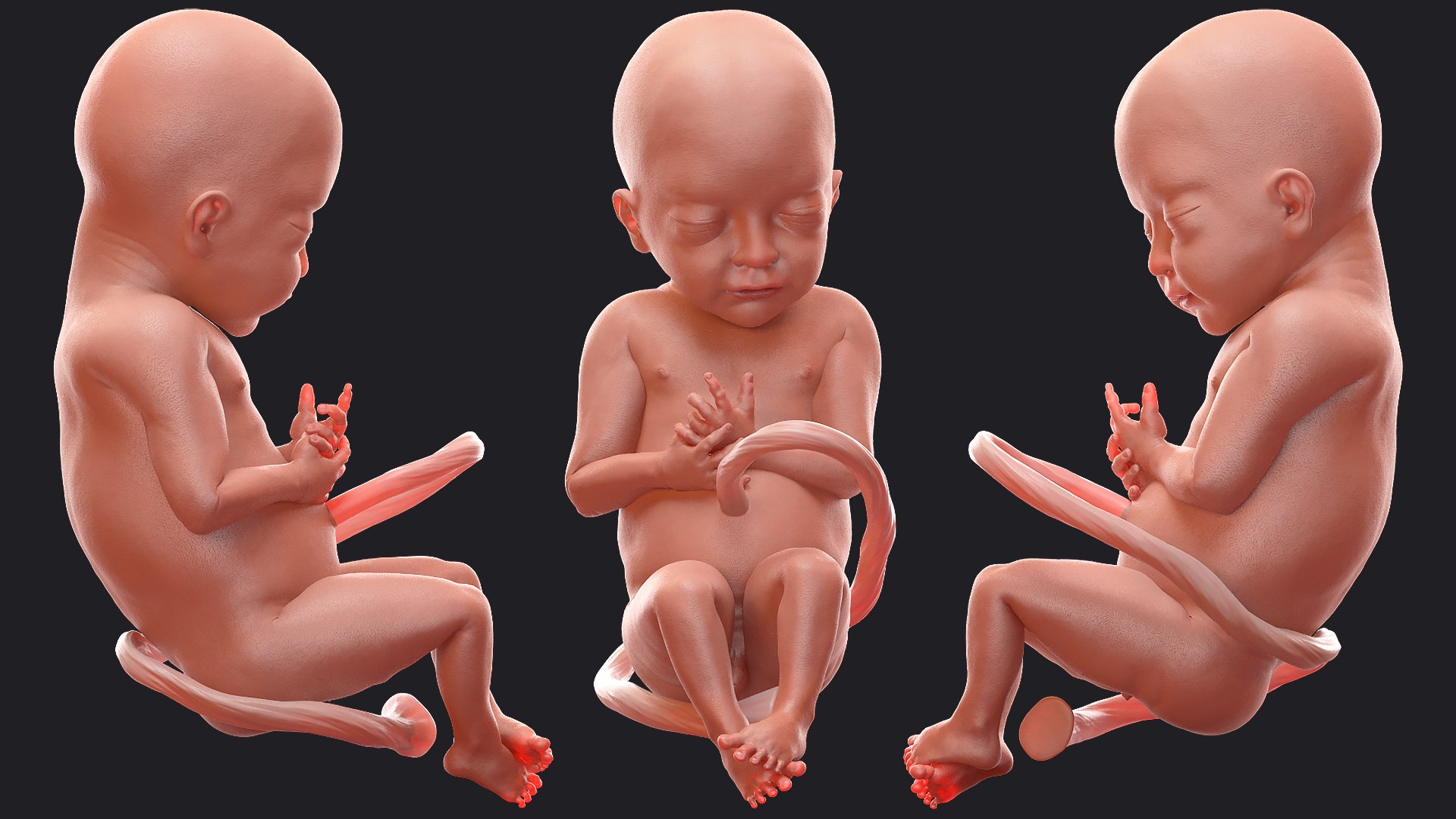 3D Rigged Embryos Full Collection for Cinema 4D model https://p.turbosquid.com/ts-thumb/sQ/cSFYvt/YV/riggedembryosfullcollection3dmodel034/jpg/1615984682/1920x1080/fit_q87/22fafb18f91165770e531008b4dbaab1ddbd5227/riggedembryosfullcollection3dmodel034.jpg
