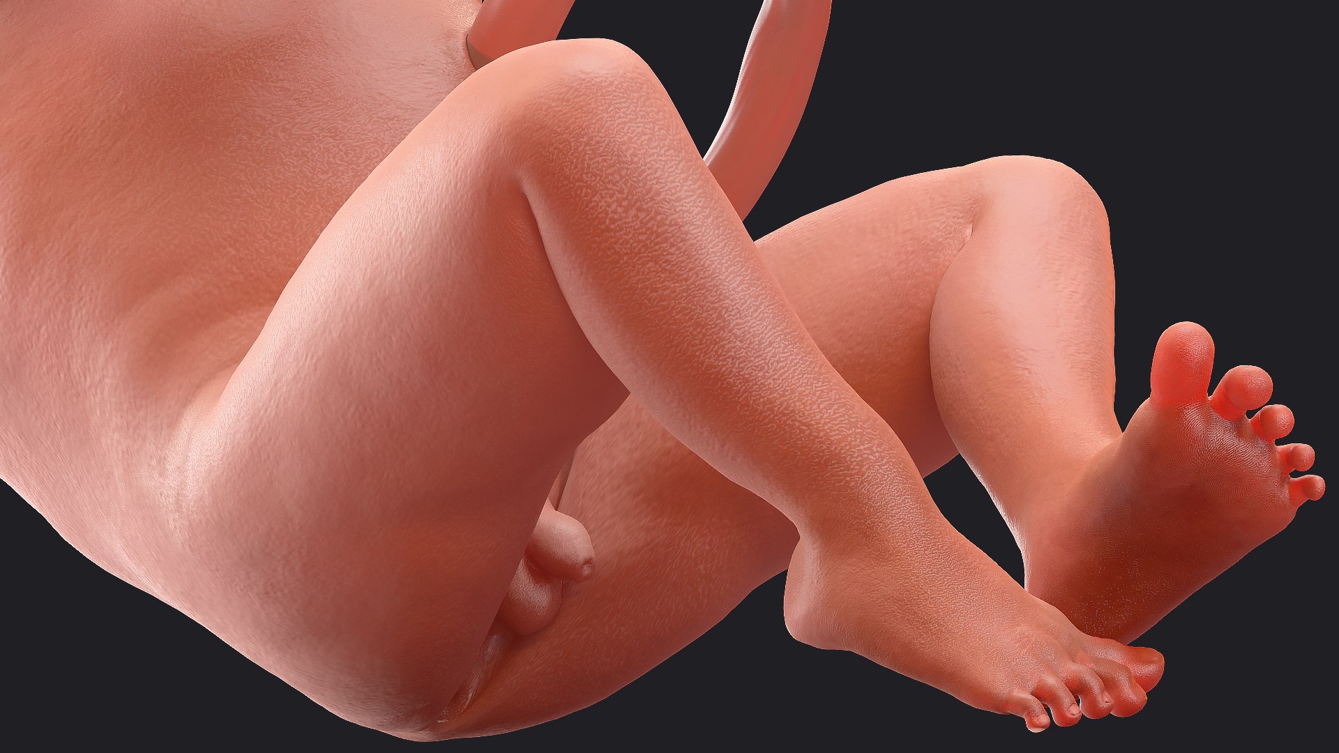 3D Rigged Embryos Full Collection for Cinema 4D model https://p.turbosquid.com/ts-thumb/sQ/cSFYvt/aU/riggedembryosfullcollection3dmodel084/jpg/1615985164/1920x1080/fit_q87/4507dc3bf2fd1c00ebdc1de709e198b94dd67f55/riggedembryosfullcollection3dmodel084.jpg