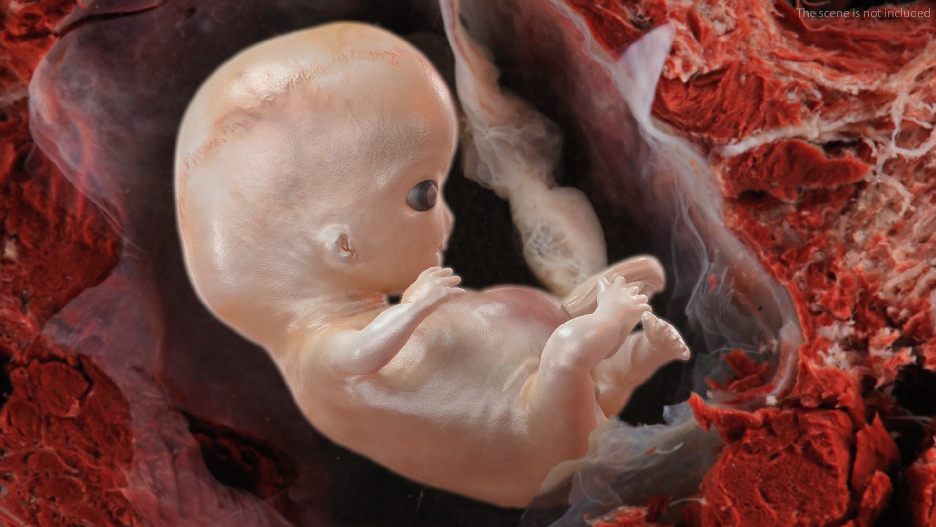 3D Rigged Embryos Full Collection for Cinema 4D model https://p.turbosquid.com/ts-thumb/sQ/cSFYvt/az/riggedembryosfullcollection3dmodel086/jpg/1615985173/1920x1080/fit_q87/056b7058a0002bd6c9e0de509f1e770c6f464c62/riggedembryosfullcollection3dmodel086.jpg