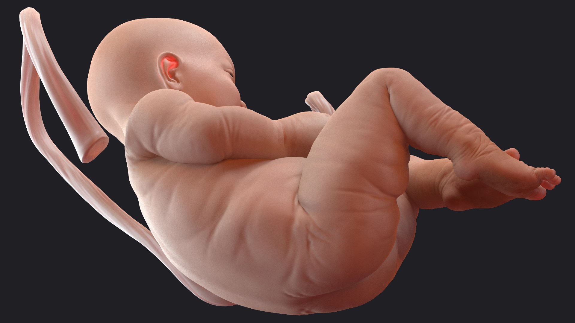 3D Rigged Embryos Full Collection for Cinema 4D model https://p.turbosquid.com/ts-thumb/sQ/cSFYvt/bS/riggedembryosfullcollection3dmodel021/jpg/1615984622/1920x1080/fit_q87/f97e55567644a922201e8e5d31639d1f9a2ddf57/riggedembryosfullcollection3dmodel021.jpg