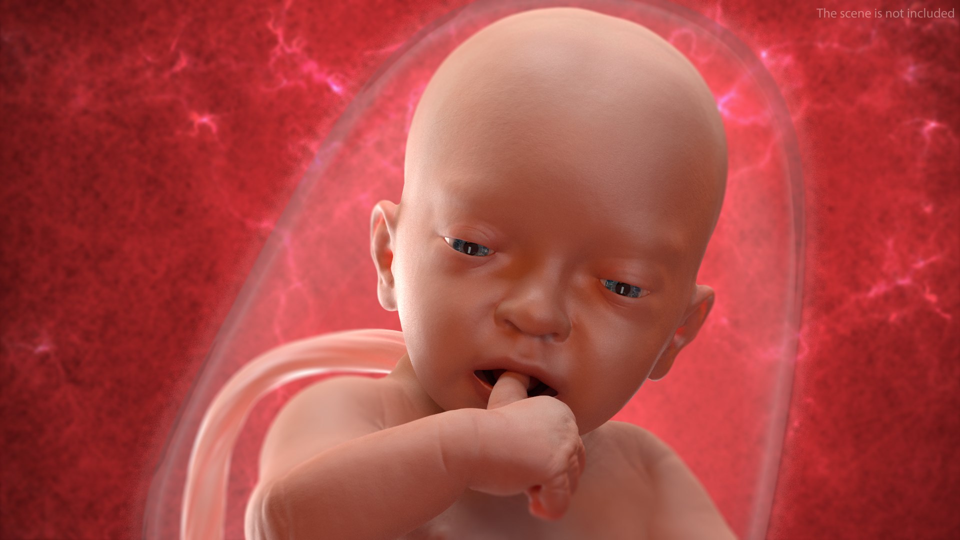 3D Rigged Embryos Full Collection for Cinema 4D model https://p.turbosquid.com/ts-thumb/sQ/cSFYvt/cP/riggedembryosfullcollection3dmodel005/jpg/1615984502/1920x1080/fit_q87/24f56cc2a6bd811bf411850d3dfafb0588a3d3c5/riggedembryosfullcollection3dmodel005.jpg
