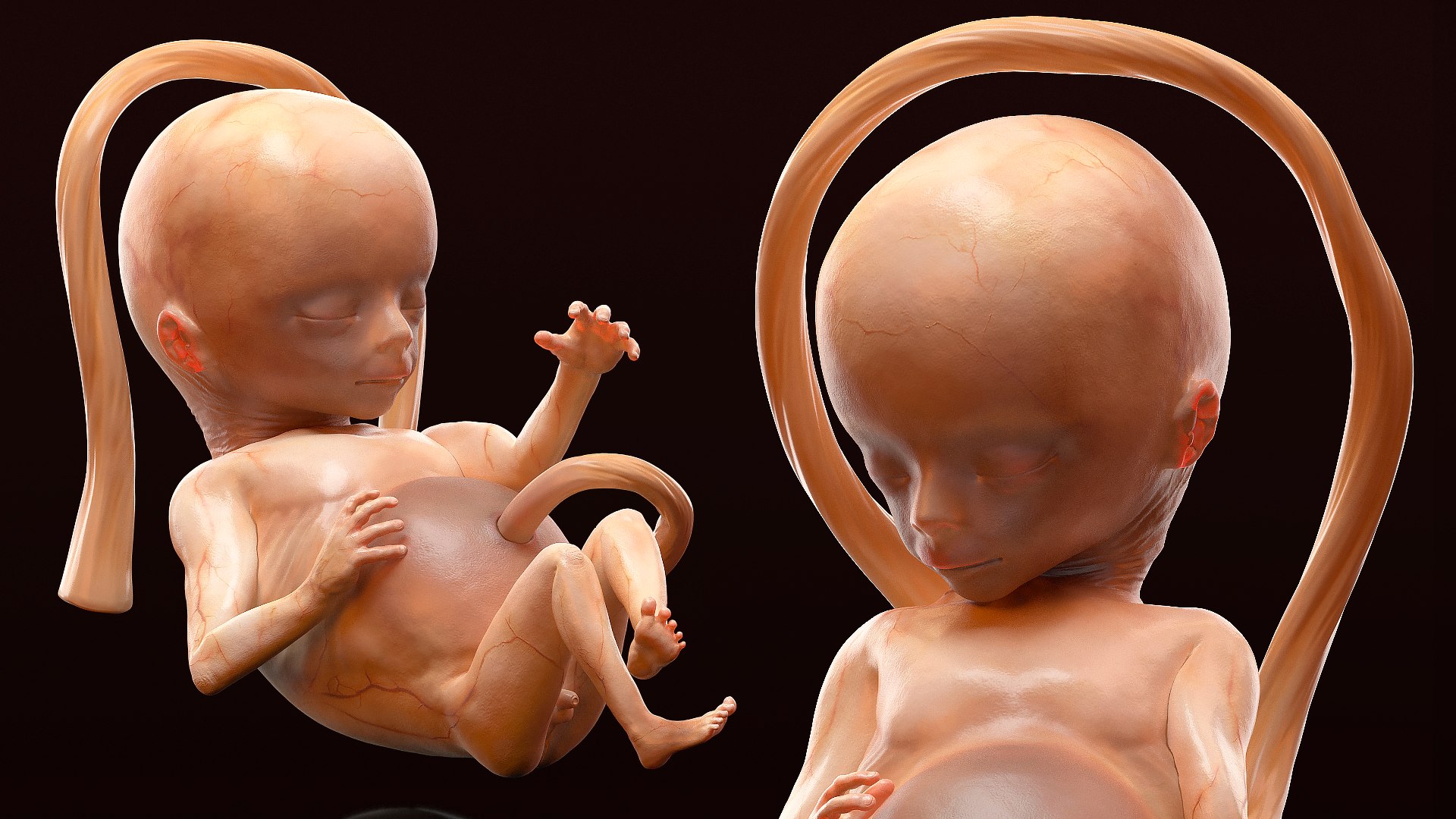 3D Rigged Embryos Full Collection for Cinema 4D model https://p.turbosquid.com/ts-thumb/sQ/cSFYvt/dC/riggedembryosfullcollection3dmodel046/jpg/1615984725/1920x1080/fit_q87/33b1f9968d8714f67b180e2f19b160bdffa06f81/riggedembryosfullcollection3dmodel046.jpg