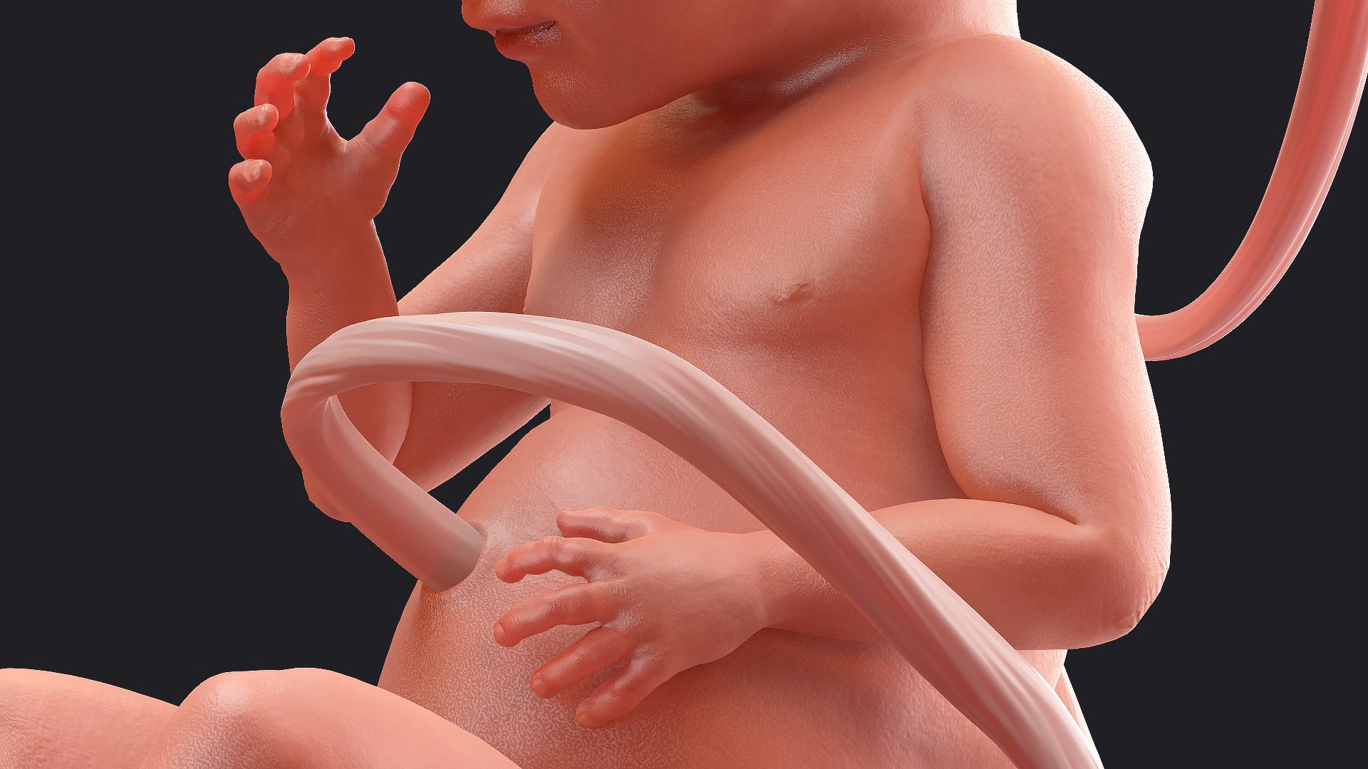 3D Rigged Embryos Full Collection for Cinema 4D model https://p.turbosquid.com/ts-thumb/sQ/cSFYvt/eT/riggedembryosfullcollection3dmodel083/jpg/1615985169/1920x1080/fit_q87/fd3649339497f29749427ffea73b2bcf50c2a4d6/riggedembryosfullcollection3dmodel083.jpg
