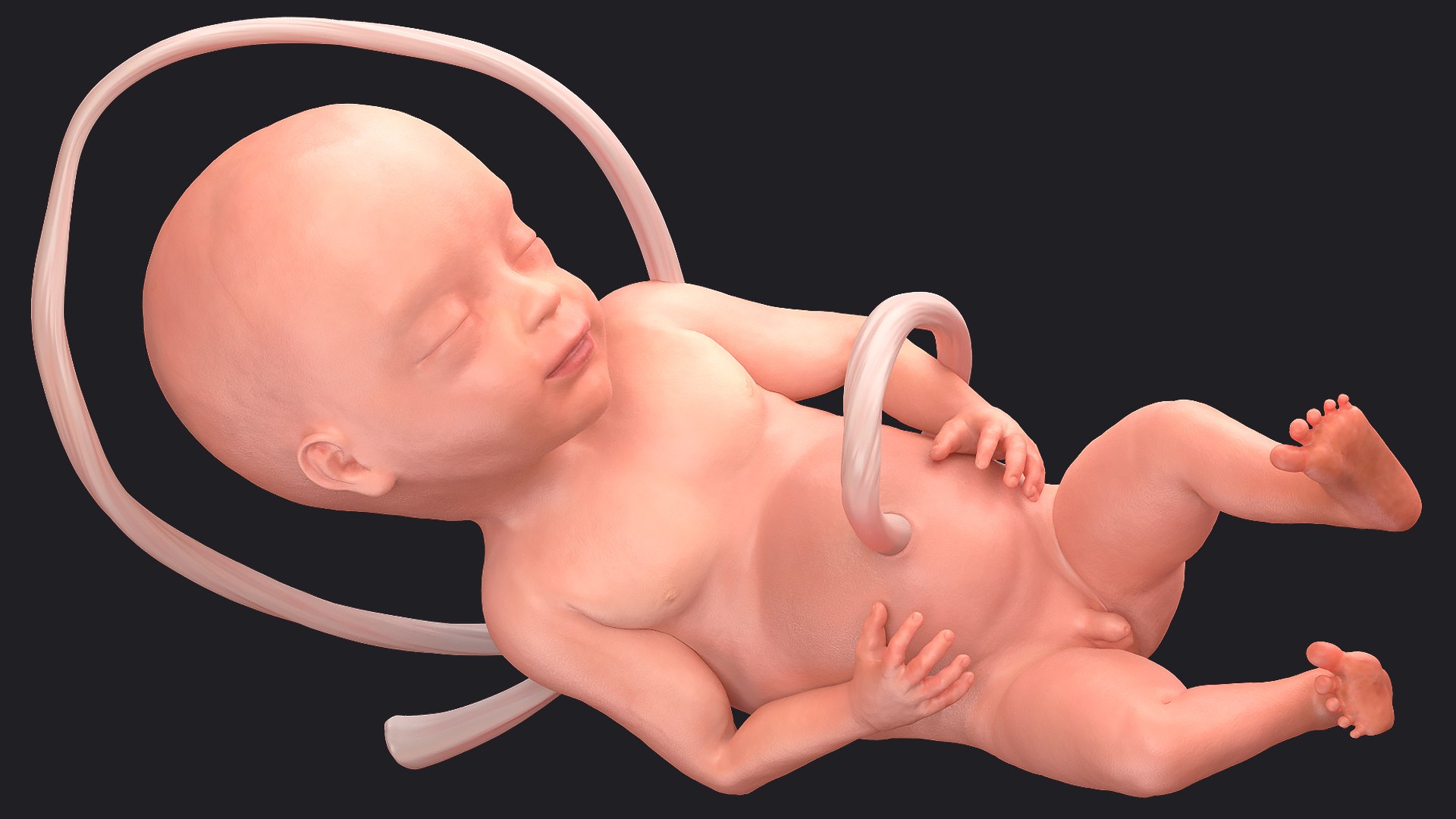 3D Rigged Embryos Full Collection for Cinema 4D model https://p.turbosquid.com/ts-thumb/sQ/cSFYvt/eq/riggedembryosfullcollection3dmodel077/jpg/1615985066/1920x1080/fit_q87/106acd81f001330883b6759a68cfbc0ca560b0c7/riggedembryosfullcollection3dmodel077.jpg
