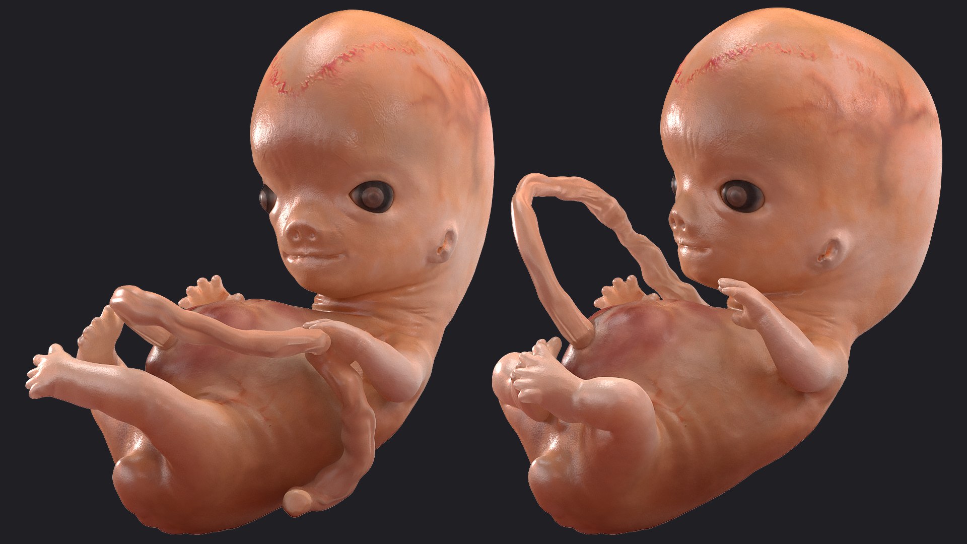 3D Rigged Embryos Full Collection for Cinema 4D model https://p.turbosquid.com/ts-thumb/sQ/cSFYvt/f3/riggedembryosfullcollection3dmodel089/jpg/1615985172/1920x1080/fit_q87/c6da798be1465cb3b75347de5d1c9b421d7eecd3/riggedembryosfullcollection3dmodel089.jpg