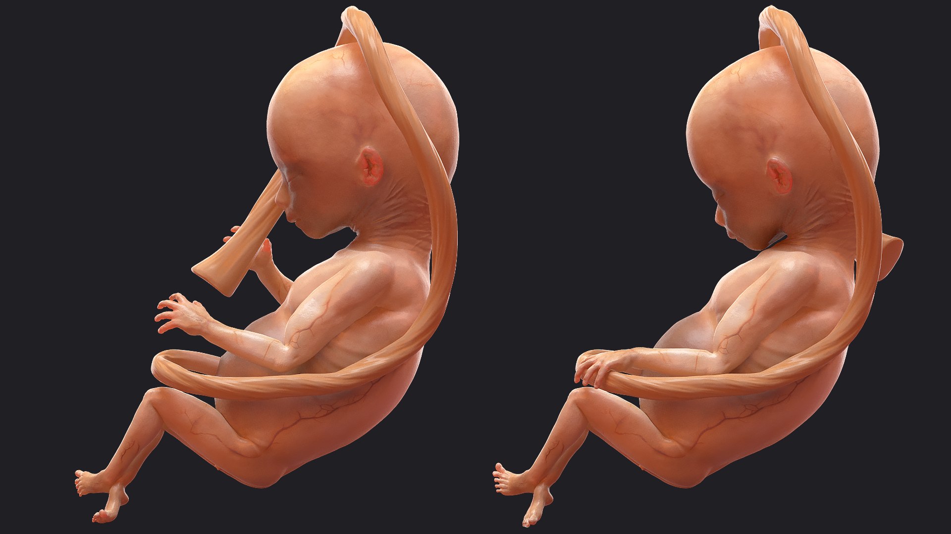 3D Rigged Embryos Full Collection for Cinema 4D model https://p.turbosquid.com/ts-thumb/sQ/cSFYvt/fj/riggedembryosfullcollection3dmodel049/jpg/1615984716/1920x1080/fit_q87/4a7ba79e38852563be0796f95b6c0a7108b05775/riggedembryosfullcollection3dmodel049.jpg