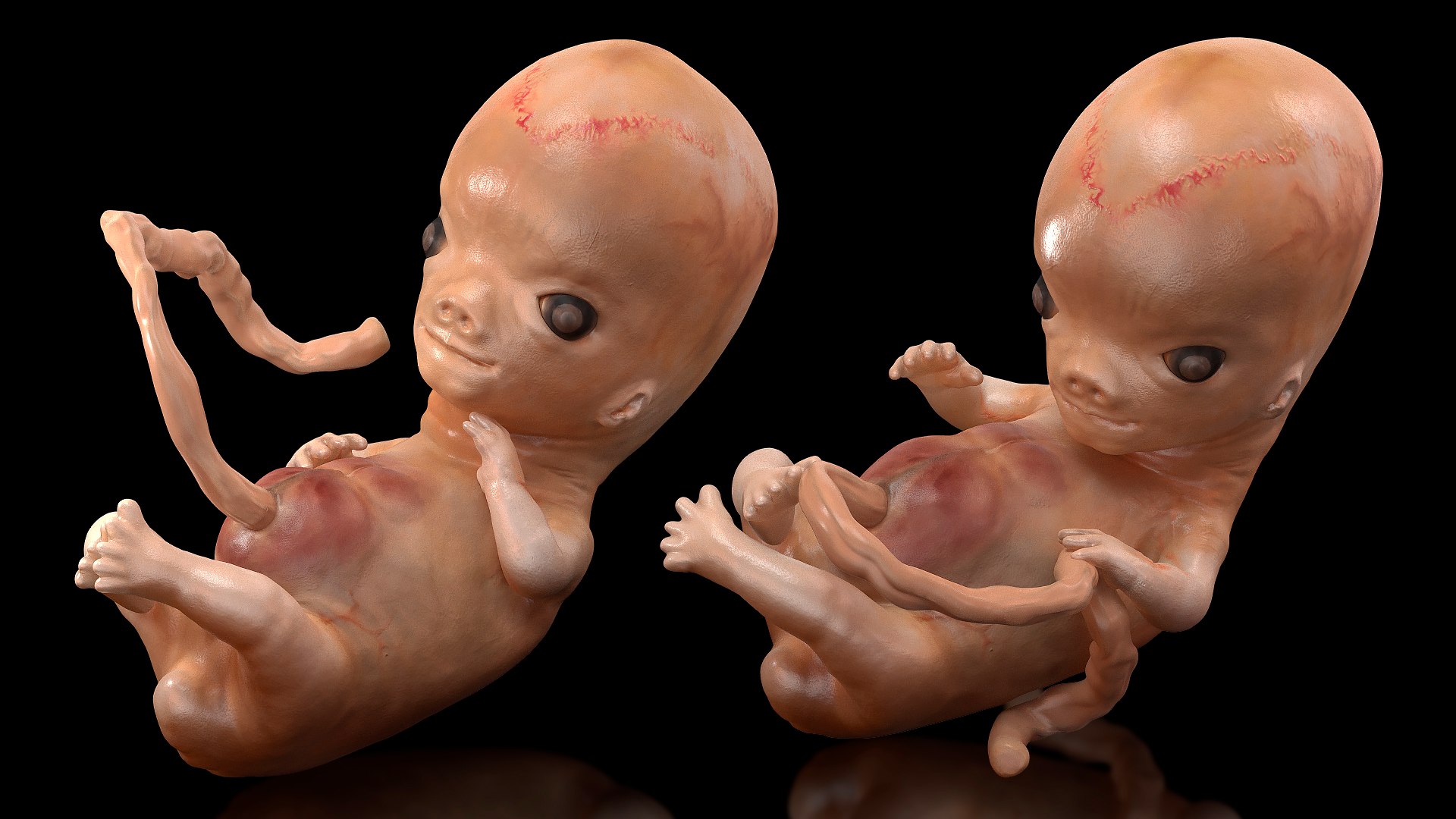 3D Rigged Embryos Full Collection for Cinema 4D model https://p.turbosquid.com/ts-thumb/sQ/cSFYvt/g8/riggedembryosfullcollection3dmodel090/jpg/1615985168/1920x1080/fit_q87/721c80992c508041ce33f6a16eabdf6552236e6c/riggedembryosfullcollection3dmodel090.jpg