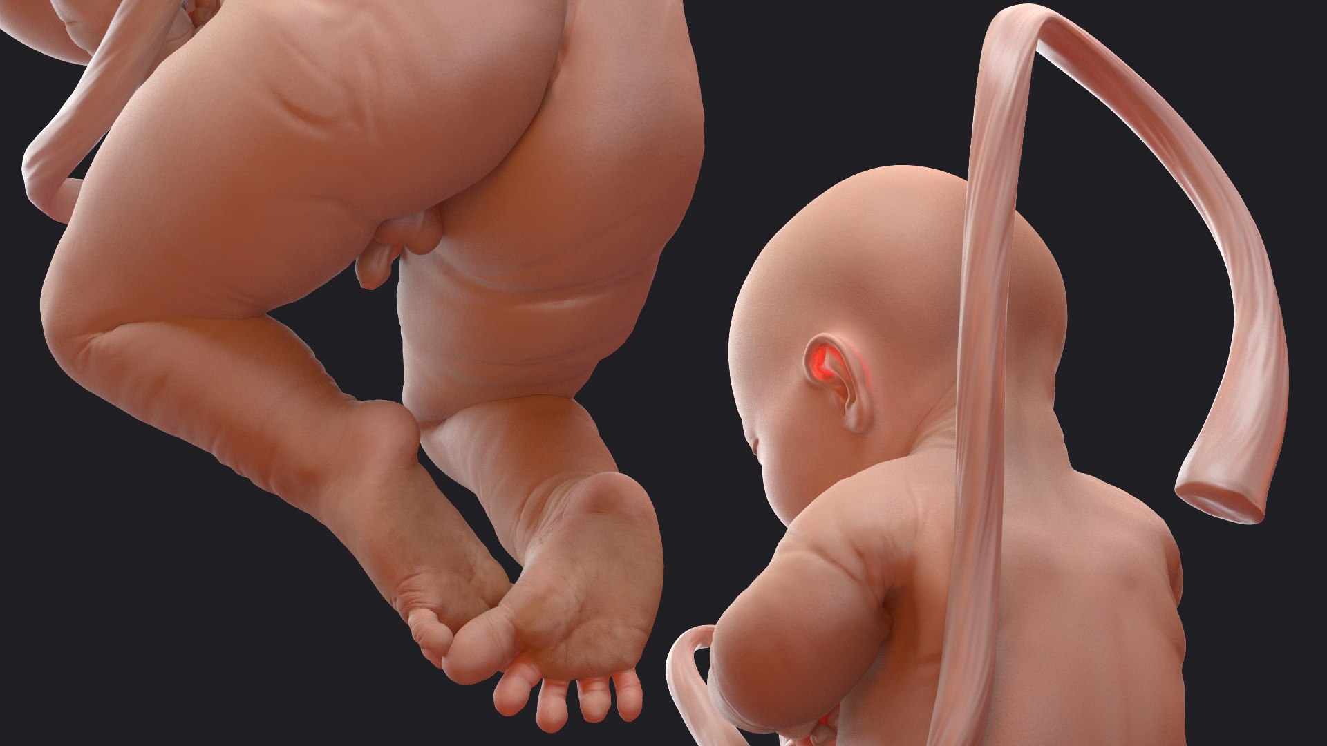 3D Rigged Embryos Full Collection for Cinema 4D model https://p.turbosquid.com/ts-thumb/sQ/cSFYvt/iA/riggedembryosfullcollection3dmodel026/jpg/1615984622/1920x1080/fit_q87/d8a20bc759fd2cafb17a0beacdeda6f56ac24356/riggedembryosfullcollection3dmodel026.jpg