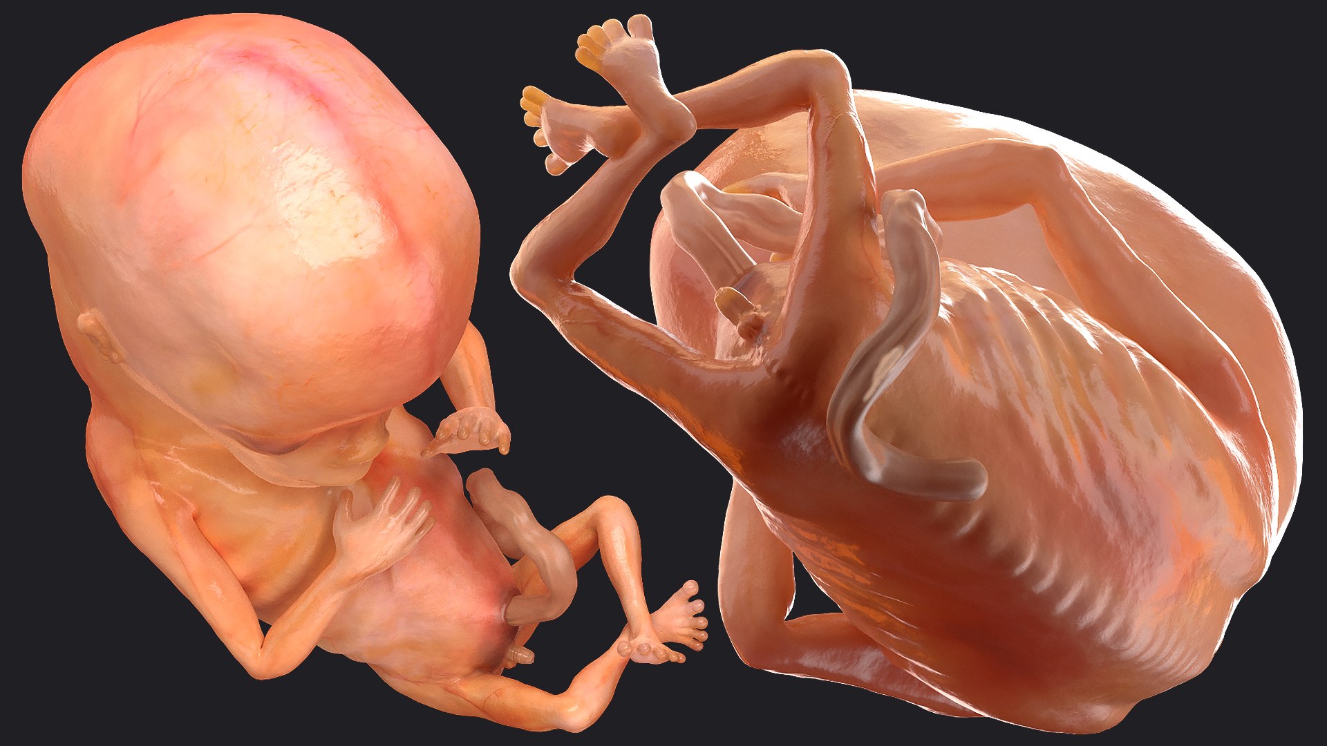 3D Rigged Embryos Full Collection for Cinema 4D model https://p.turbosquid.com/ts-thumb/sQ/cSFYvt/j7/riggedembryosfullcollection3dmodel102/jpg/1615985198/1920x1080/fit_q87/047bb72e304c0b656b614599e95b60d9b67e659a/riggedembryosfullcollection3dmodel102.jpg