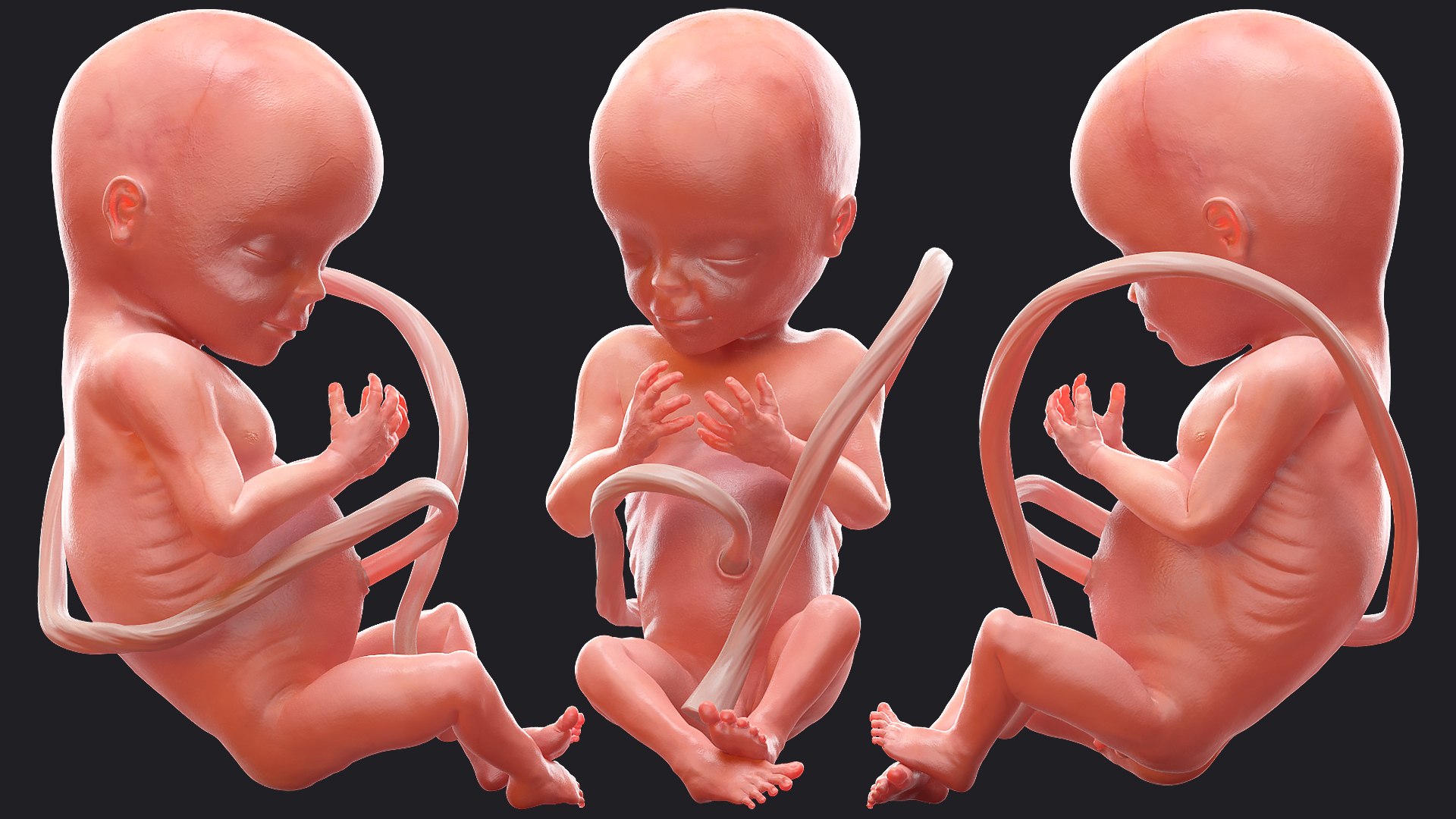 3D Rigged Embryos Full Collection for Cinema 4D model https://p.turbosquid.com/ts-thumb/sQ/cSFYvt/kW/riggedembryosfullcollection3dmodel061/jpg/1615984826/1920x1080/fit_q87/57f2cd11f6bbe5933ce9f70d77315c995619252f/riggedembryosfullcollection3dmodel061.jpg