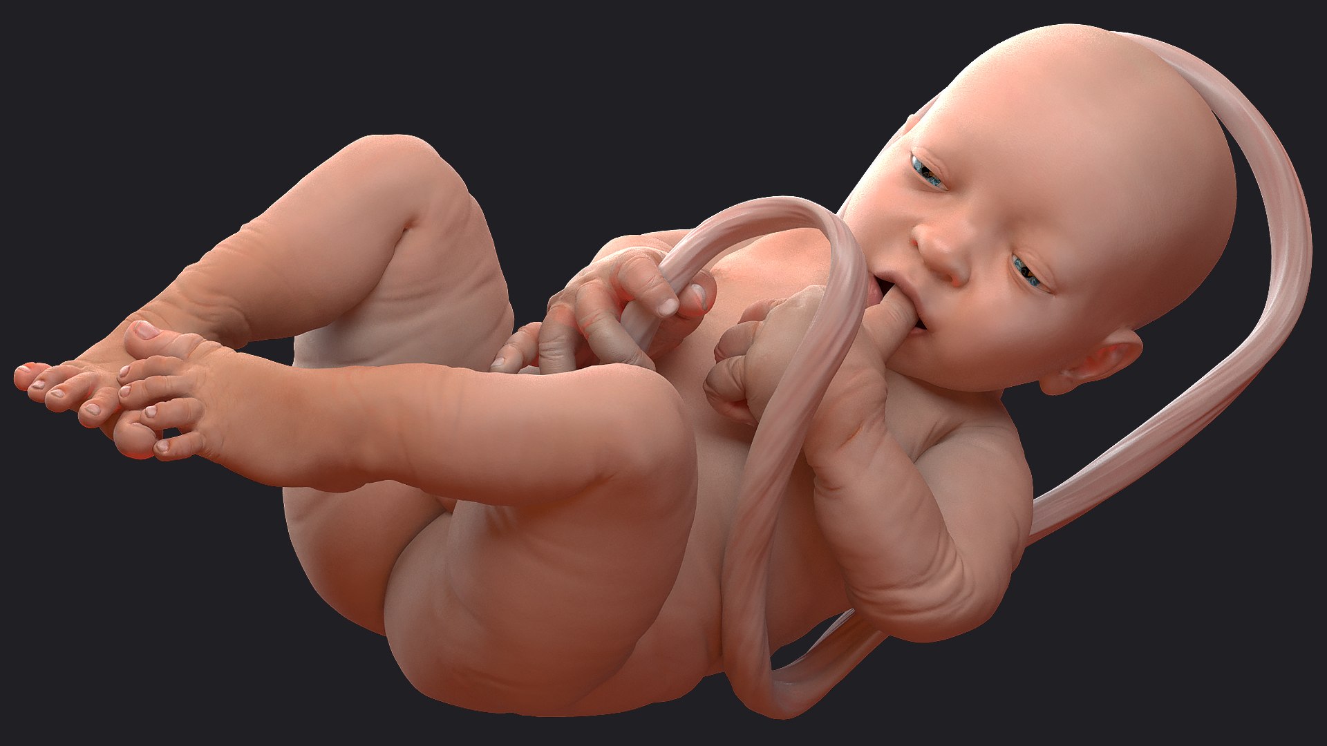 3D Rigged Embryos Full Collection for Cinema 4D model https://p.turbosquid.com/ts-thumb/sQ/cSFYvt/kj/riggedembryosfullcollection3dmodel019/jpg/1615984621/1920x1080/fit_q87/6293119fe91077e7f225c072b8f31c34771ca781/riggedembryosfullcollection3dmodel019.jpg