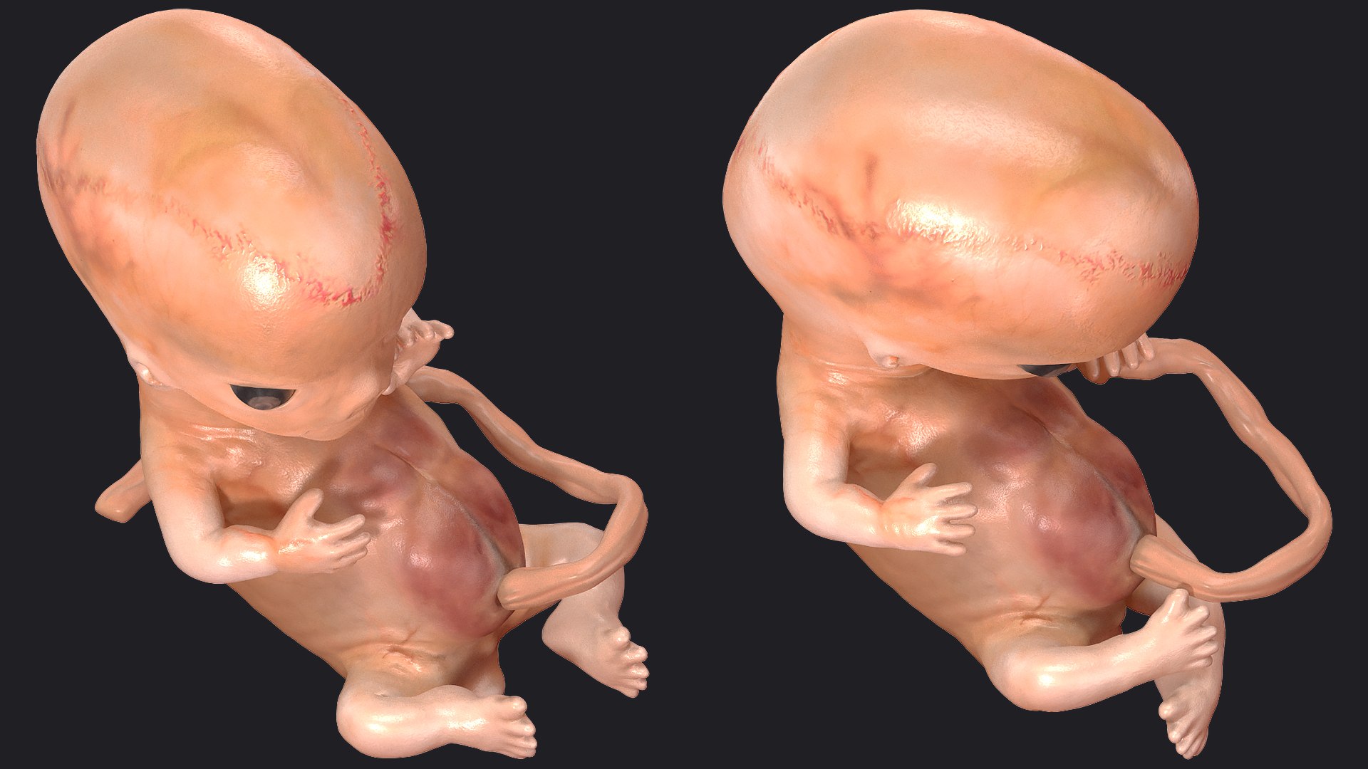 3D Rigged Embryos Full Collection for Cinema 4D model https://p.turbosquid.com/ts-thumb/sQ/cSFYvt/nL/riggedembryosfullcollection3dmodel092/jpg/1615985167/1920x1080/fit_q87/9a3db927a777c9f09c35fa14ac908b5ea41bafb8/riggedembryosfullcollection3dmodel092.jpg