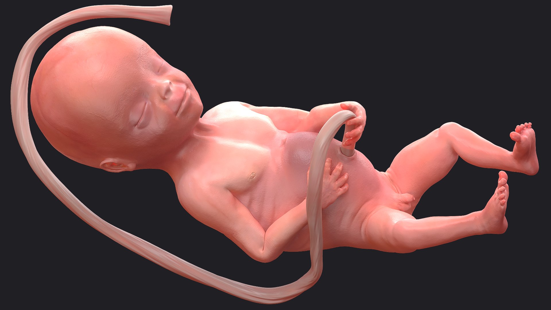 3D Rigged Embryos Full Collection for Cinema 4D model https://p.turbosquid.com/ts-thumb/sQ/cSFYvt/nS/riggedembryosfullcollection3dmodel065/jpg/1615984833/1920x1080/fit_q87/9981fd66a99f7cb18d631f182619f74715bc1311/riggedembryosfullcollection3dmodel065.jpg