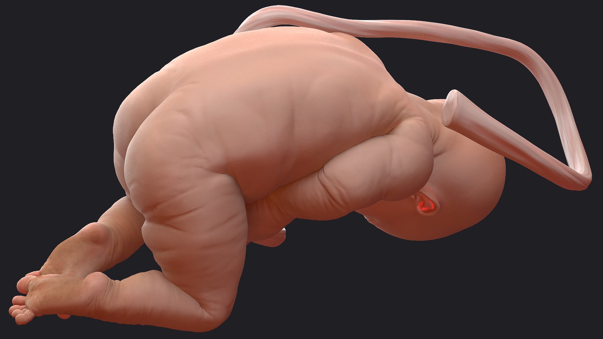 3D Rigged Embryos Full Collection for Cinema 4D model https://p.turbosquid.com/ts-thumb/sQ/cSFYvt/nu/riggedembryosfullcollection3dmodel022/jpg/1615984622/1920x1080/fit_q87/d8c082e05b5c0b18c78dd743164d1d3dfaf2c42b/riggedembryosfullcollection3dmodel022.jpg