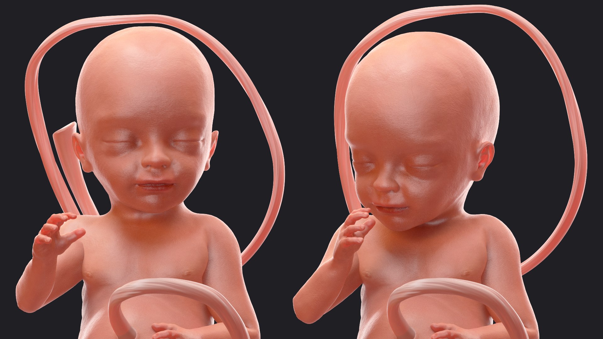 3D Rigged Embryos Full Collection for Cinema 4D model https://p.turbosquid.com/ts-thumb/sQ/cSFYvt/pS/riggedembryosfullcollection3dmodel081/jpg/1615985067/1920x1080/fit_q87/963d7f164475d4c8264e112ca0c992fcca05b63d/riggedembryosfullcollection3dmodel081.jpg