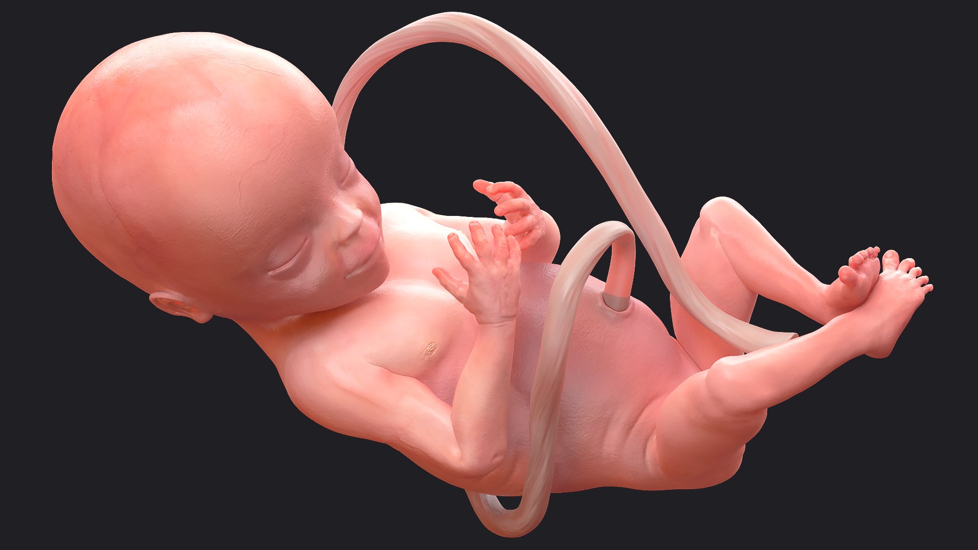 3D Rigged Embryos Full Collection for Cinema 4D model https://p.turbosquid.com/ts-thumb/sQ/cSFYvt/pV/riggedembryosfullcollection3dmodel064/jpg/1615984828/1920x1080/fit_q87/0916e328244b45226ec9f7953d55d779ba8bc5bd/riggedembryosfullcollection3dmodel064.jpg