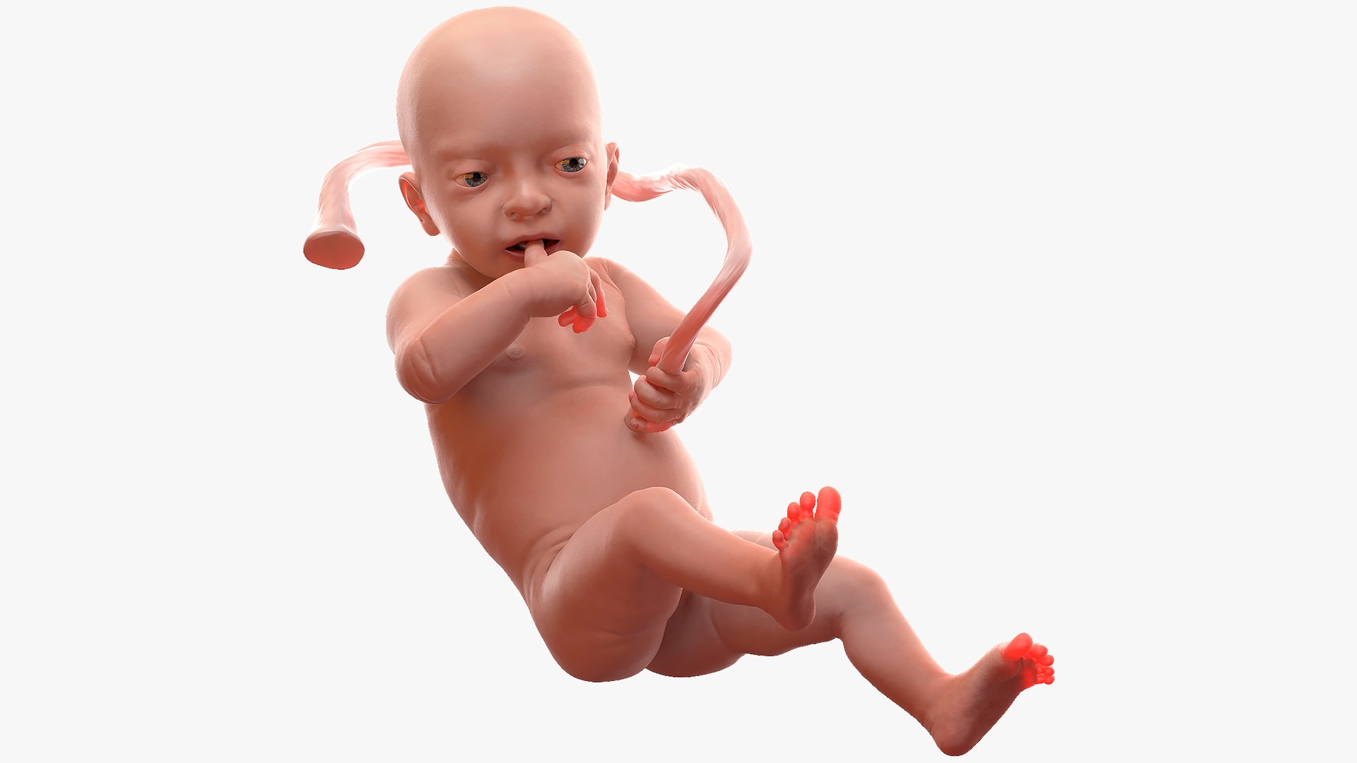 3D Rigged Embryos Full Collection for Cinema 4D model https://p.turbosquid.com/ts-thumb/sQ/cSFYvt/qE/riggedembryosfullcollection3dmodel002/jpg/1615984500/1920x1080/fit_q87/56ceb010833c288c7710997c497fc39f588d4a4d/riggedembryosfullcollection3dmodel002.jpg