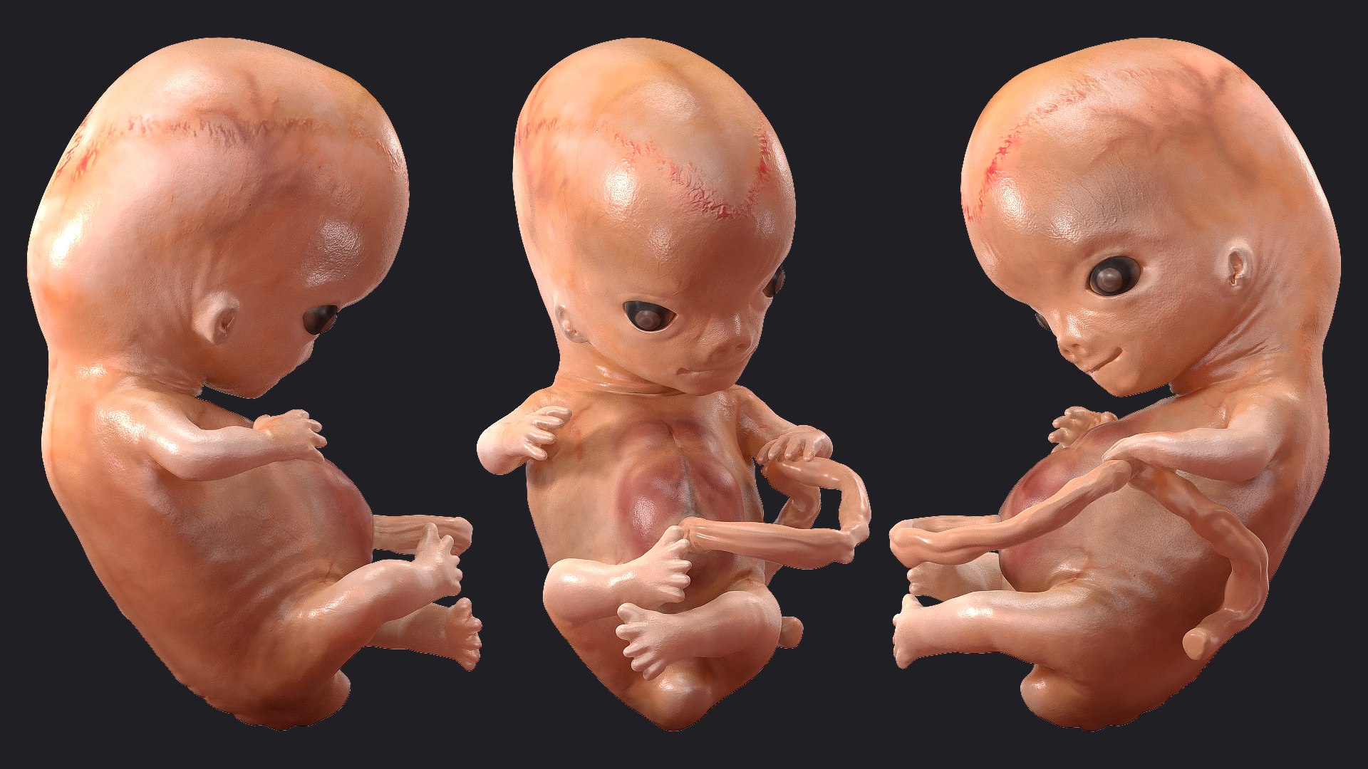 3D Rigged Embryos Full Collection for Cinema 4D model https://p.turbosquid.com/ts-thumb/sQ/cSFYvt/qf/riggedembryosfullcollection3dmodel088/jpg/1615985162/1920x1080/fit_q87/1e175884f8fd7c8d8d6dfd3f5d0400e42d32d597/riggedembryosfullcollection3dmodel088.jpg