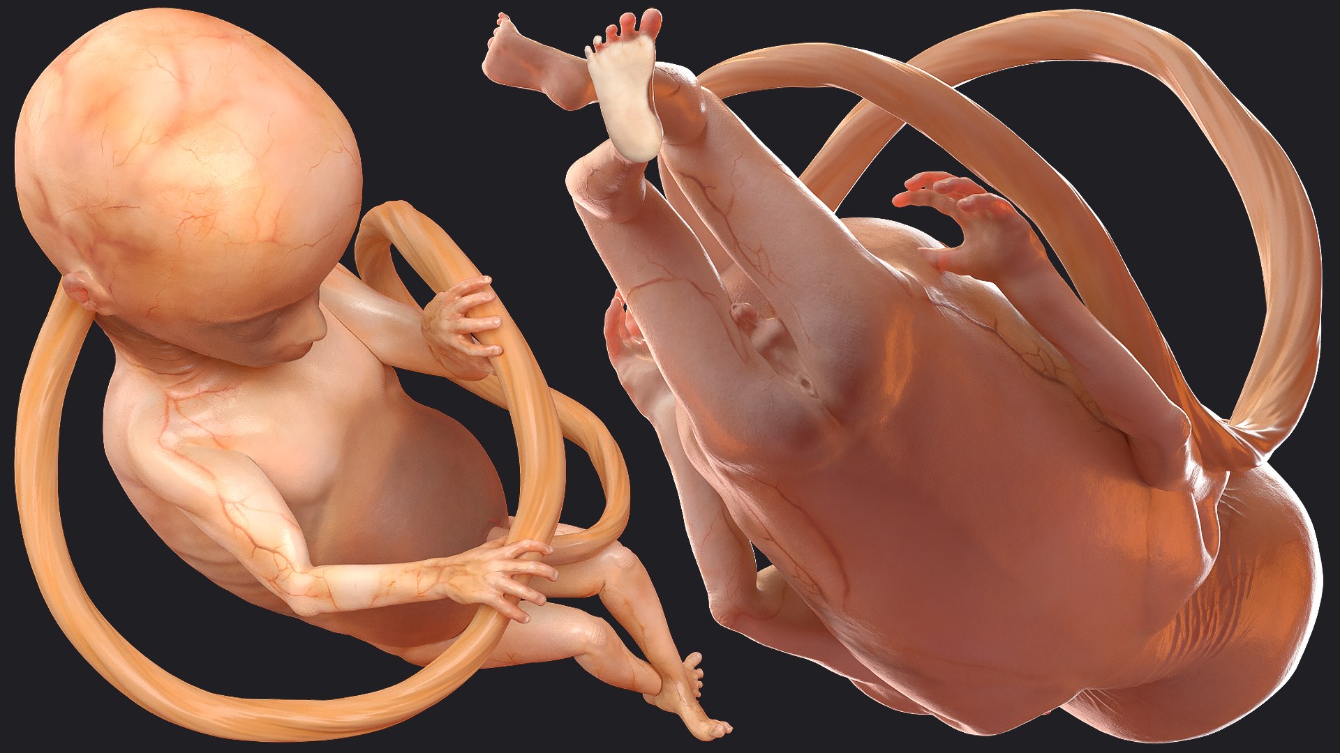 3D Rigged Embryos Full Collection for Cinema 4D model https://p.turbosquid.com/ts-thumb/sQ/cSFYvt/qz/riggedembryosfullcollection3dmodel054/jpg/1615984795/1920x1080/fit_q87/3c8b28b0e88254c44b9f64cdea4e33e1ea8947a5/riggedembryosfullcollection3dmodel054.jpg