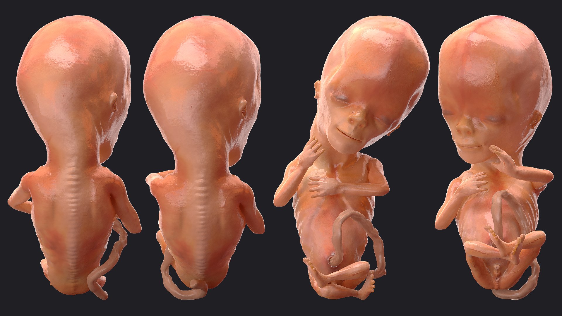 3D Rigged Embryos Full Collection for Cinema 4D model https://p.turbosquid.com/ts-thumb/sQ/cSFYvt/t2/riggedembryosfullcollection3dmodel100/jpg/1615985200/1920x1080/fit_q87/9b90929e69ab9025a99610f4e90c781223003834/riggedembryosfullcollection3dmodel100.jpg
