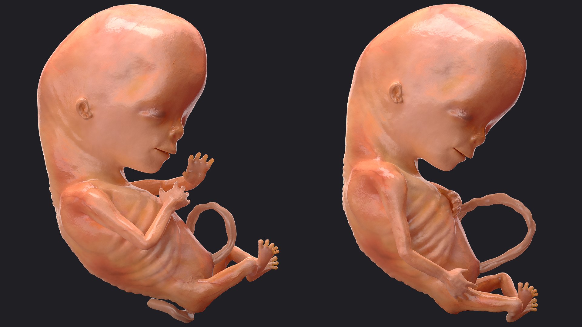 3D Rigged Embryos Full Collection for Cinema 4D model https://p.turbosquid.com/ts-thumb/sQ/cSFYvt/vX/riggedembryosfullcollection3dmodel101/jpg/1615985203/1920x1080/fit_q87/fdd9a7778f26e5e215fa642405985fe9dad3ba0f/riggedembryosfullcollection3dmodel101.jpg