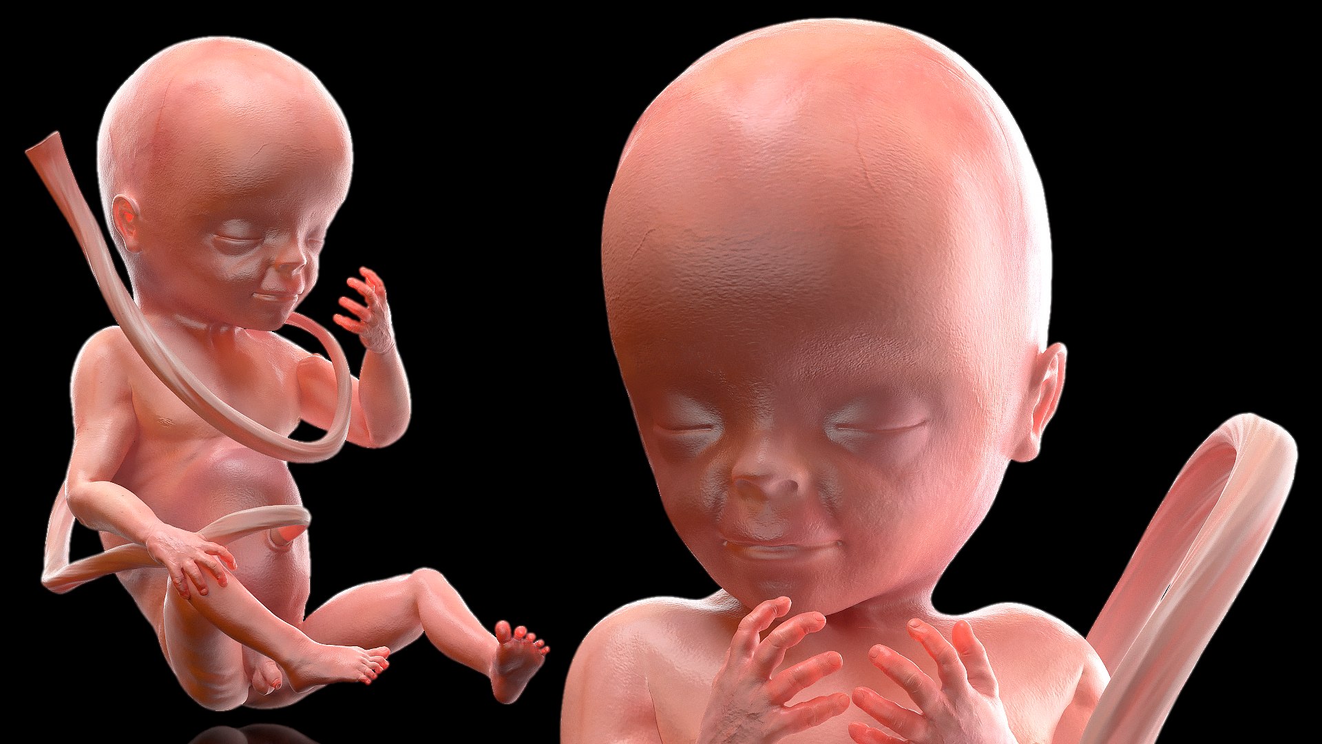 3D Rigged Embryos Full Collection for Cinema 4D model https://p.turbosquid.com/ts-thumb/sQ/cSFYvt/wq/riggedembryosfullcollection3dmodel062/jpg/1615984828/1920x1080/fit_q87/fa8a4dba79c21870076a21eba0efc8451e1c52b0/riggedembryosfullcollection3dmodel062.jpg