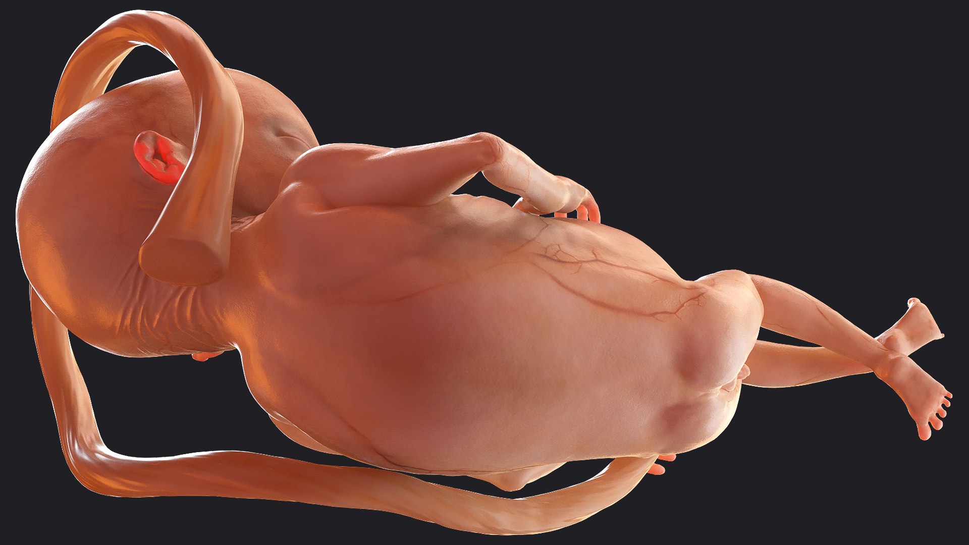 3D Rigged Embryos Full Collection for Cinema 4D model https://p.turbosquid.com/ts-thumb/sQ/cSFYvt/xo/riggedembryosfullcollection3dmodel053/jpg/1615984785/1920x1080/fit_q87/02499a44170ba0911fcc6f6c04eaff8bfc9cd46b/riggedembryosfullcollection3dmodel053.jpg
