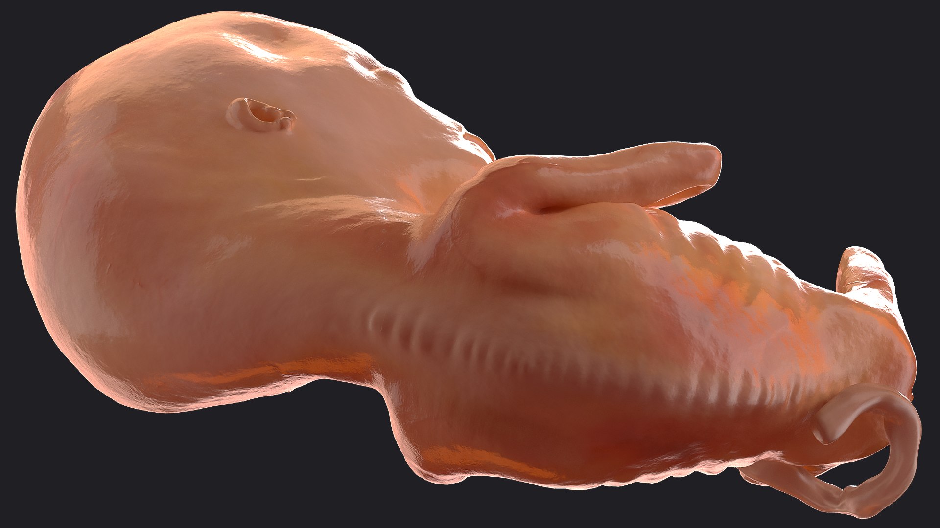 3D Rigged Embryos Full Collection for Cinema 4D model https://p.turbosquid.com/ts-thumb/sQ/cSFYvt/za/riggedembryosfullcollection3dmodel106/jpg/1615985228/1920x1080/fit_q87/64d98f9a5c3ba6496f118a4a44c748fb0b2991b7/riggedembryosfullcollection3dmodel106.jpg