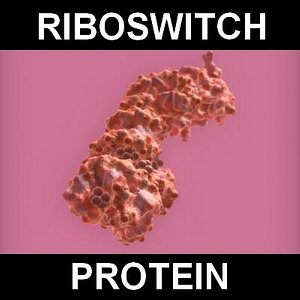 3ds max protein riboswitch